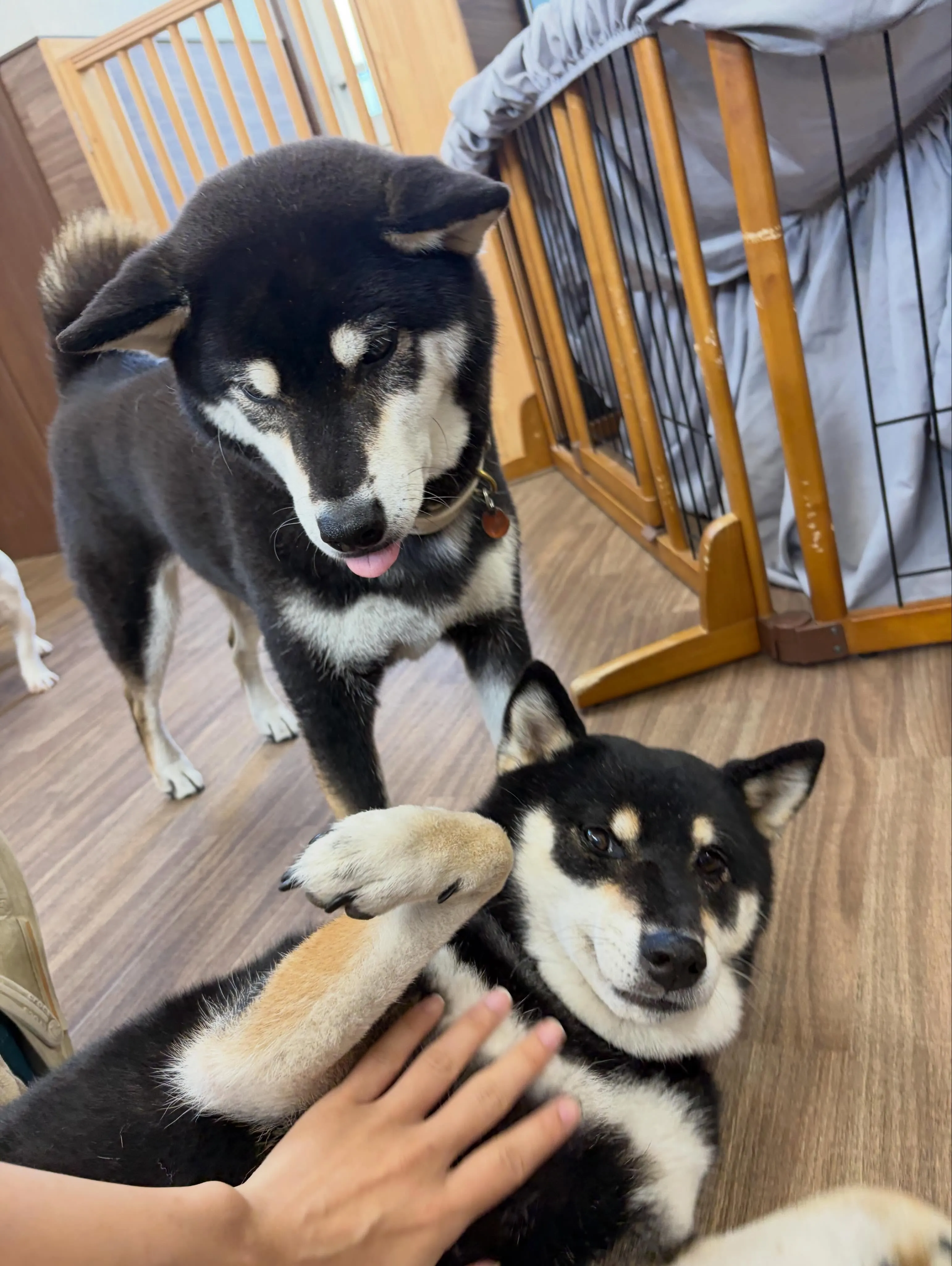 先月アップできなかったお手入れわんこさんたち🐶