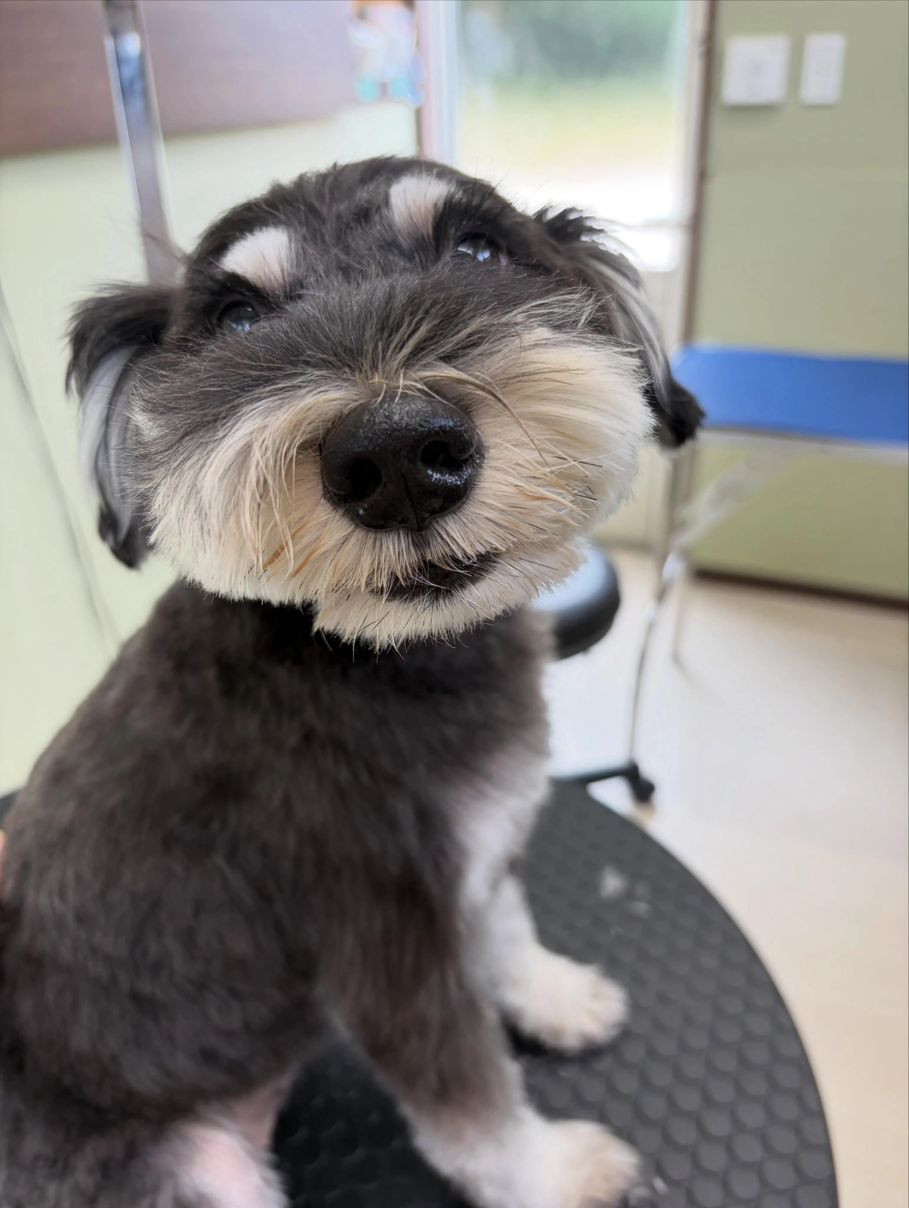 先月アップできなかったお手入れわんこさんたち🐶