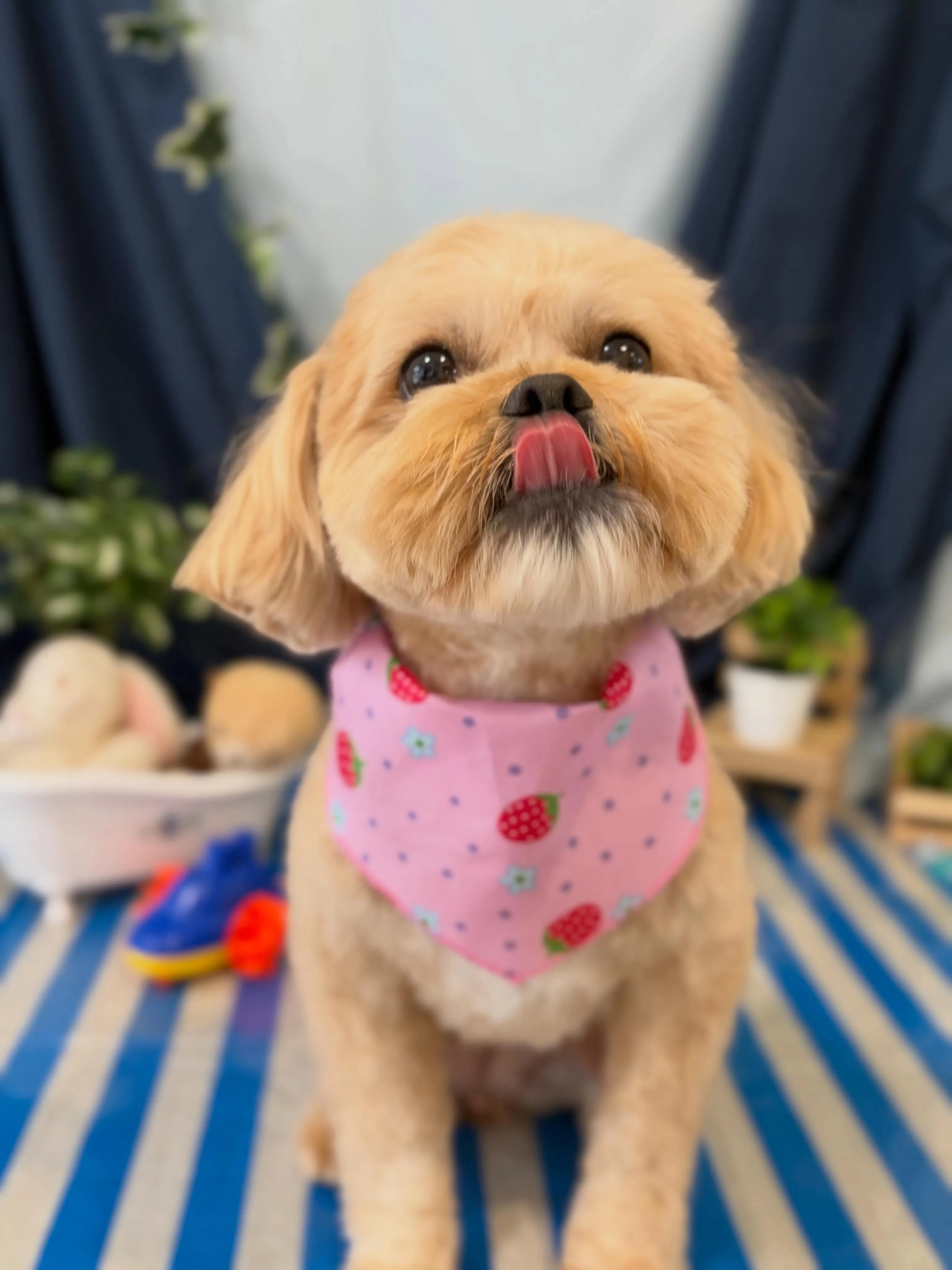 先月アップできなかったお手入れわんこさんたちです🐾