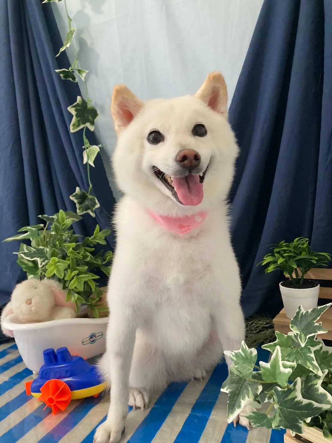 先月アップできなかったお手入れわんこさんたちです🐾