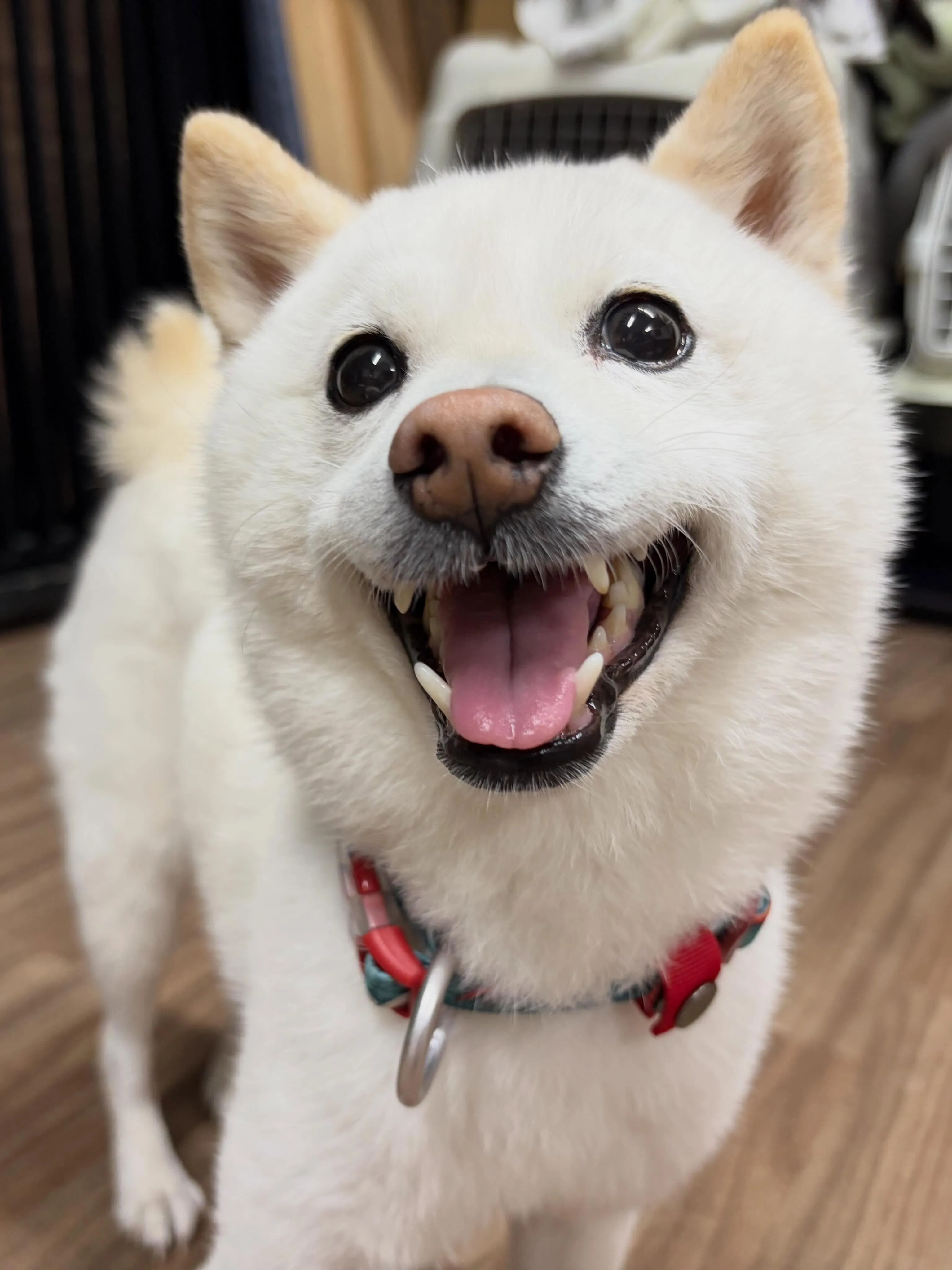 先月アップできなかったお手入れわんこさんたちです🐾