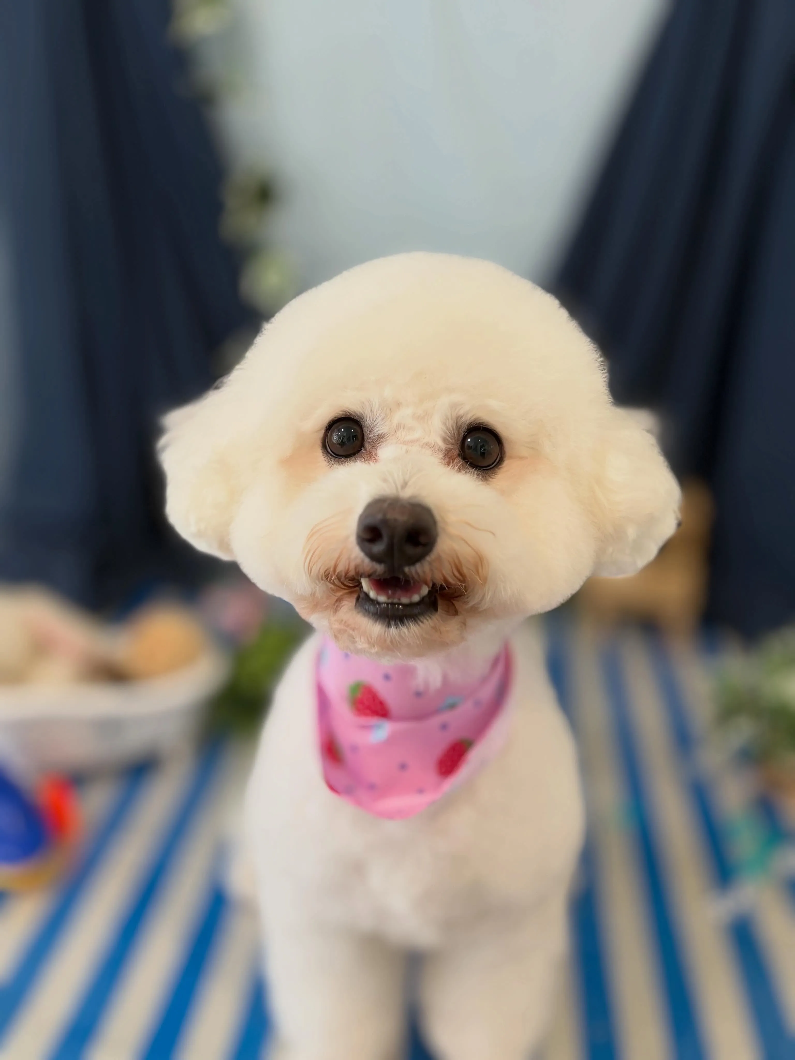 先月アップできなかったお手入れわんこさんたちです🐾