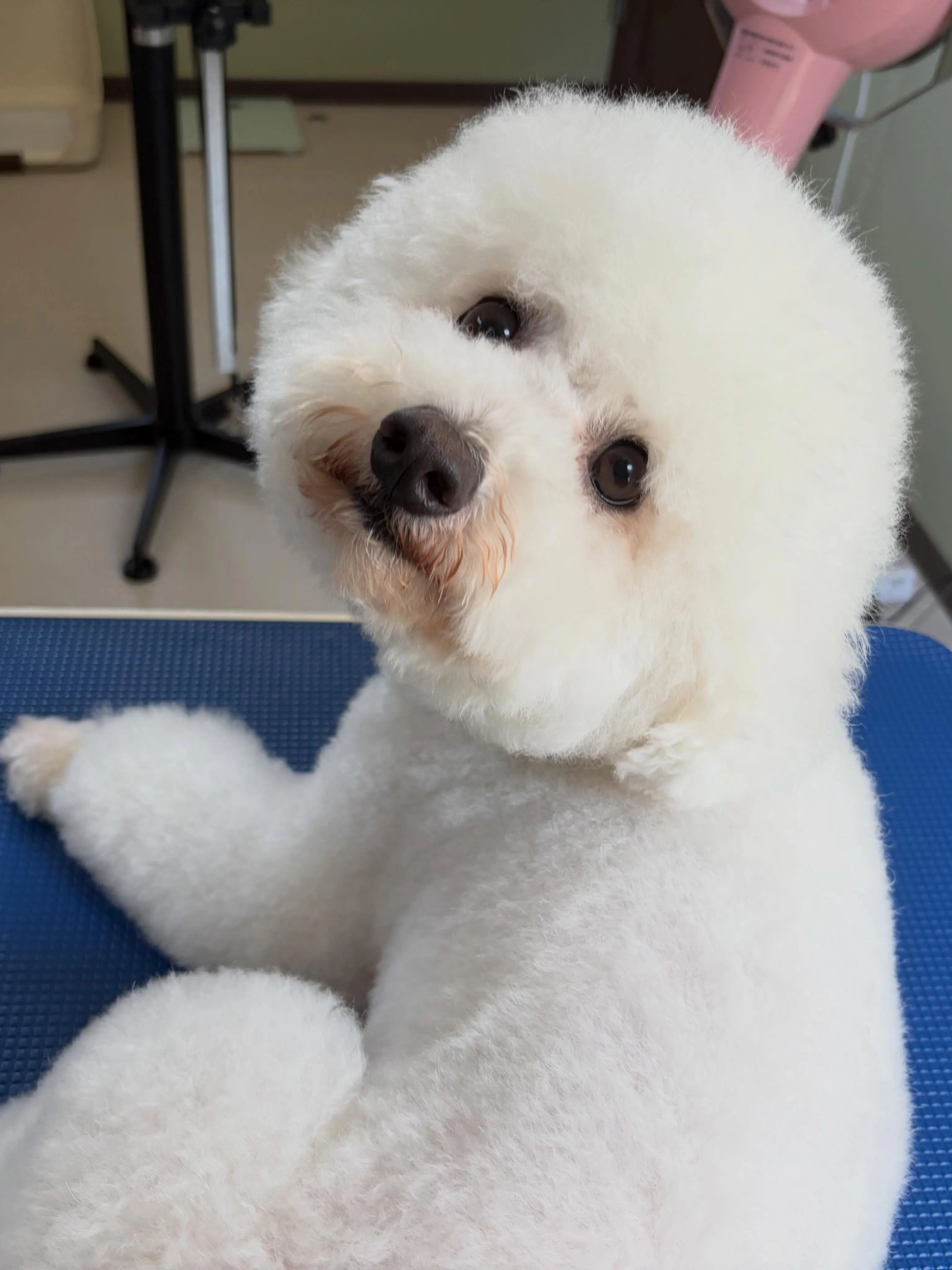 先月アップできなかったお手入れわんこさんたちです🐾