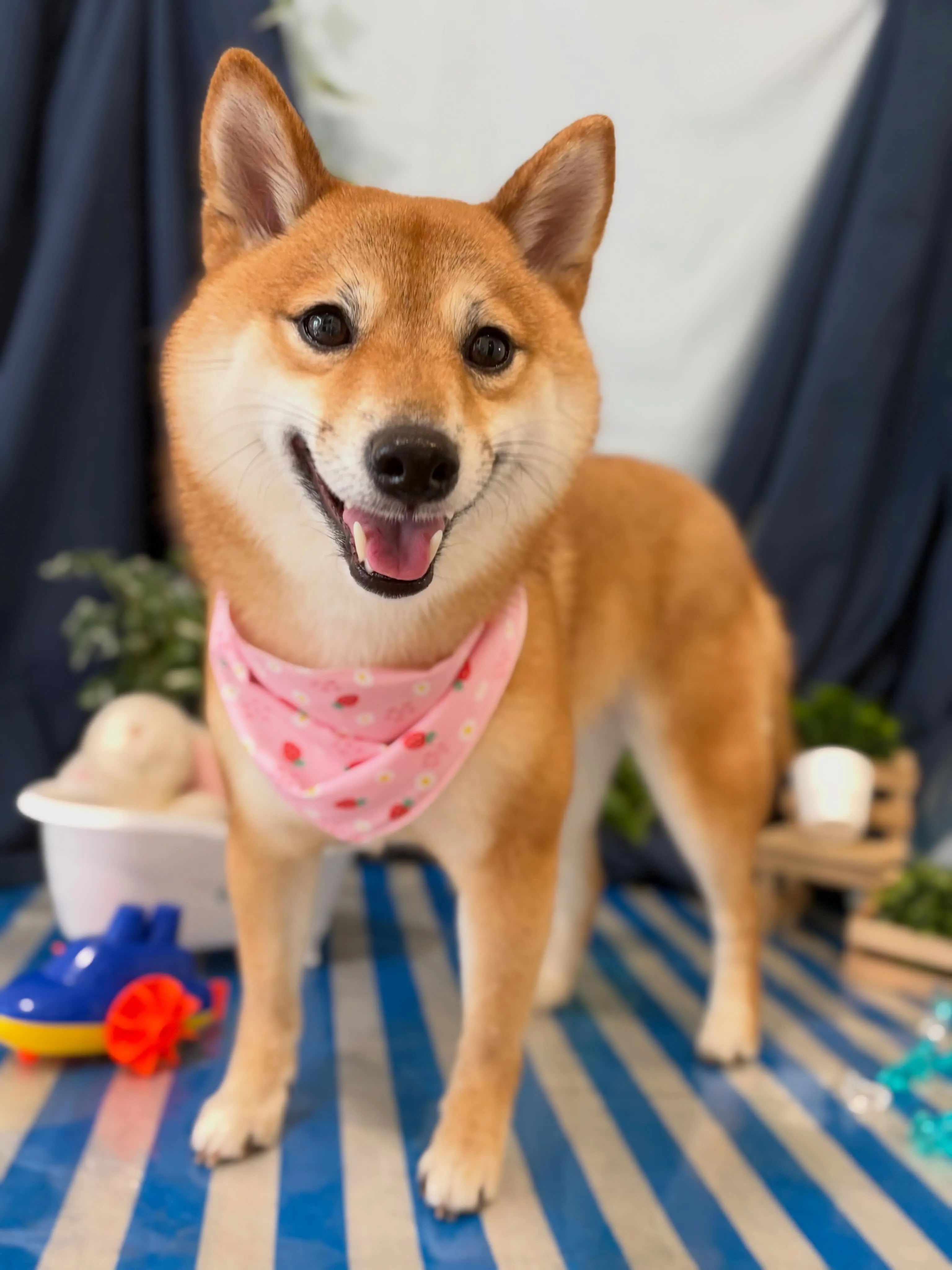 先月アップできなかったお手入れわんこさんたちです🐾