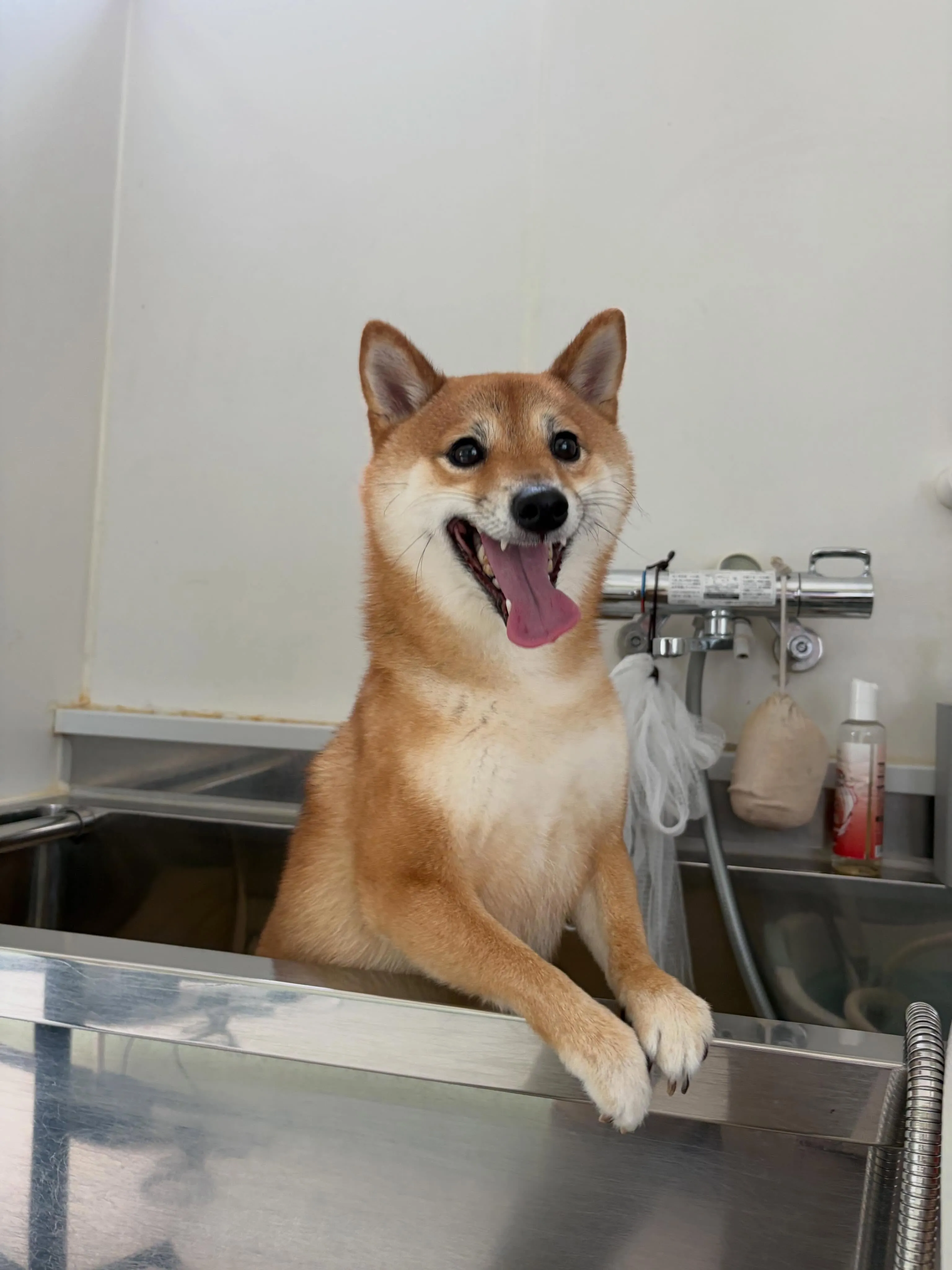 先月アップできなかったお手入れわんこさんたちです🐾