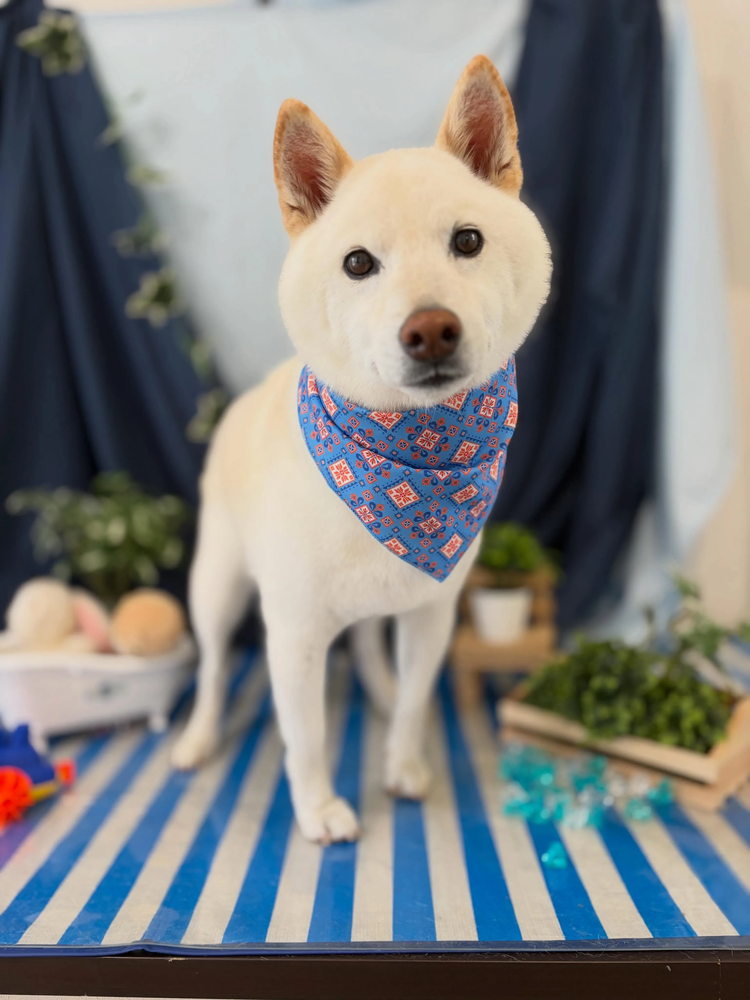 先月アップできなかったお手入れわんこさんたちです🐾