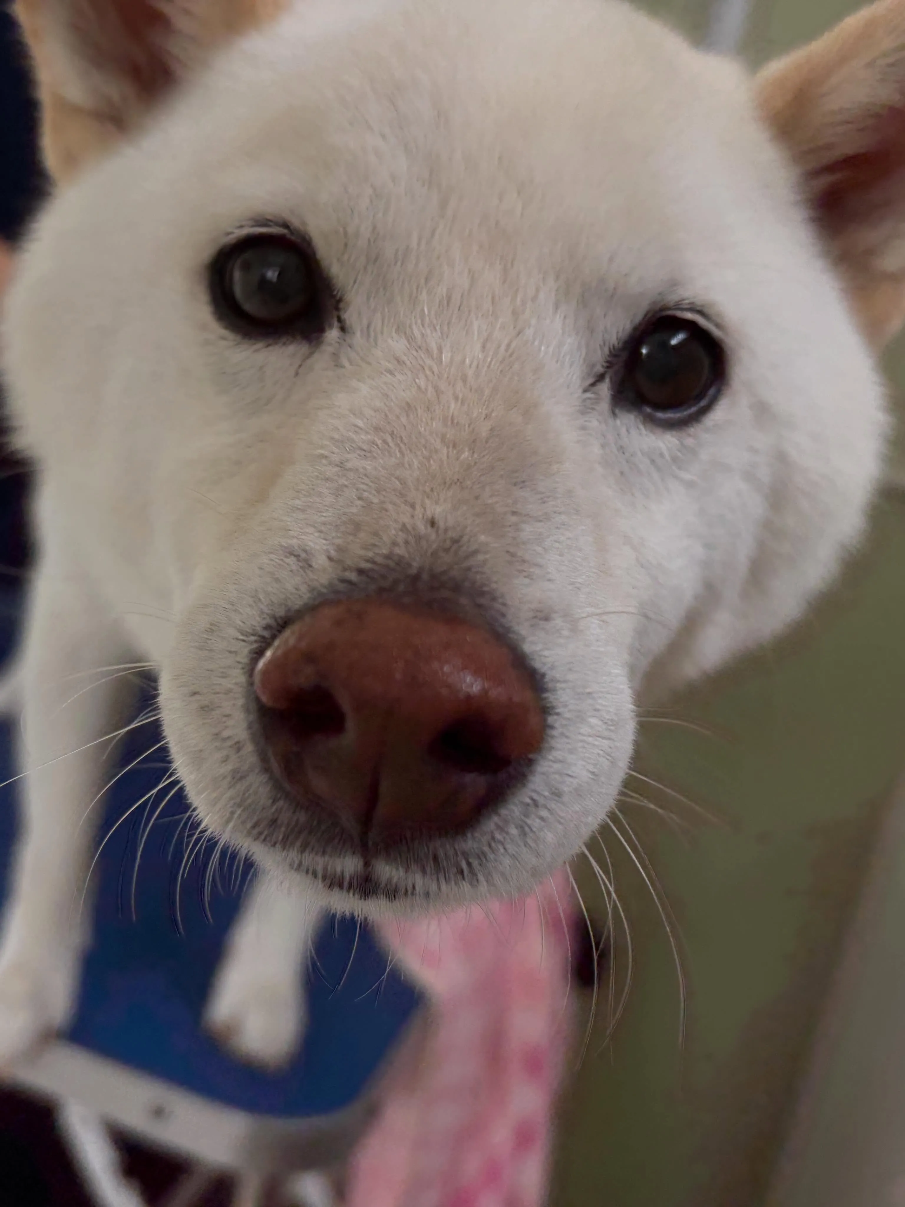 先月アップできなかったお手入れわんこさんたちです🐾