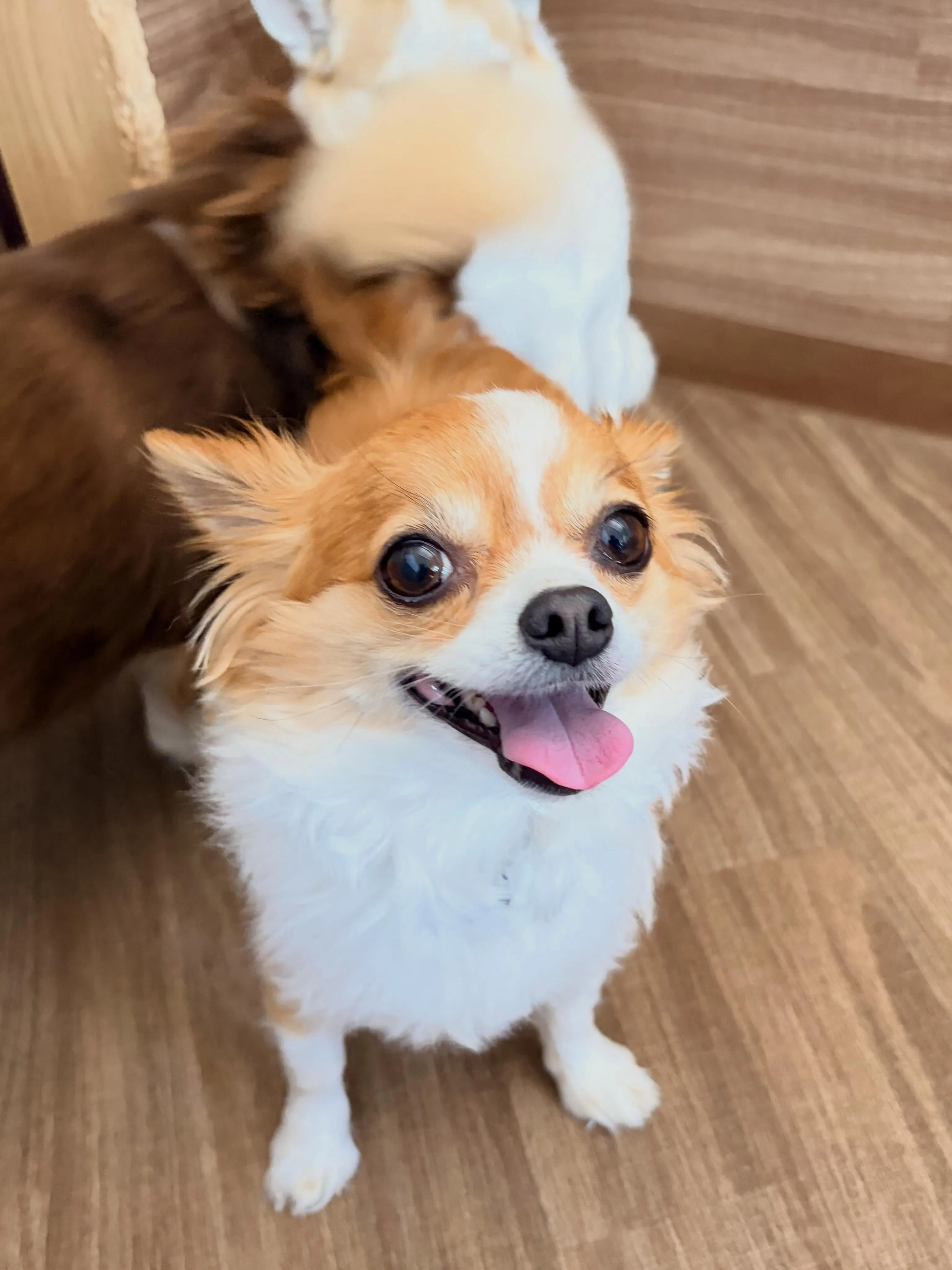 先月アップできなかったお手入れわんこさんたちです🐾