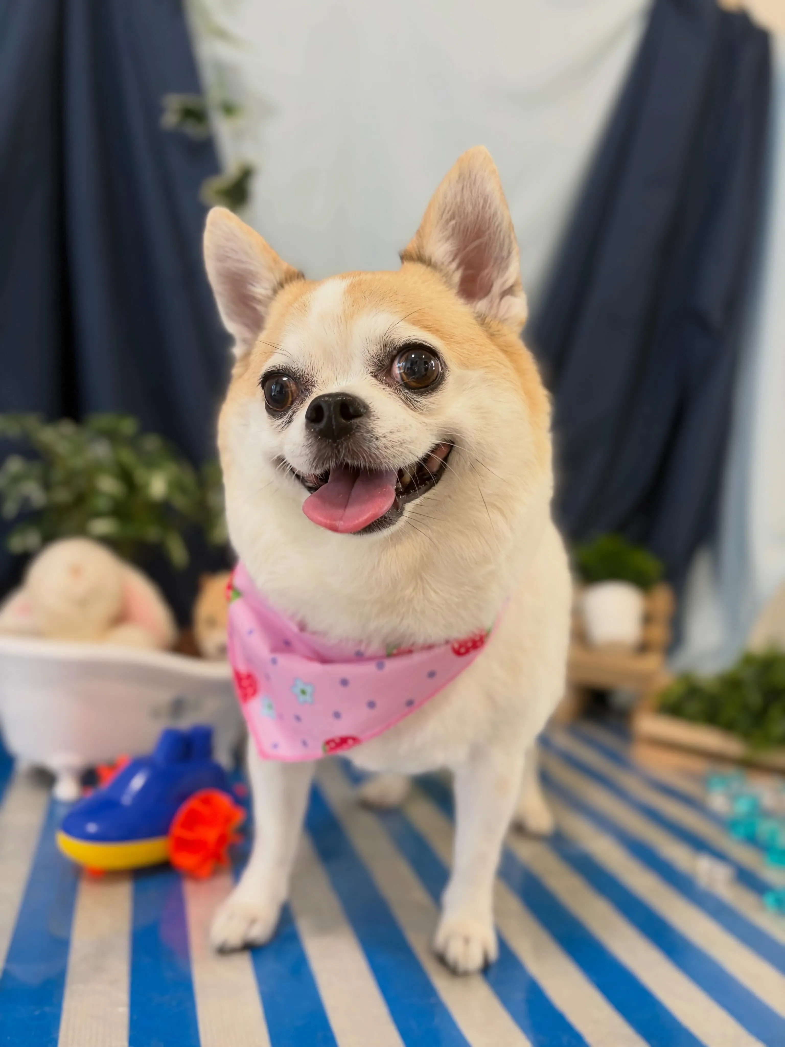 先月アップできなかったお手入れわんこさんたちです🐾