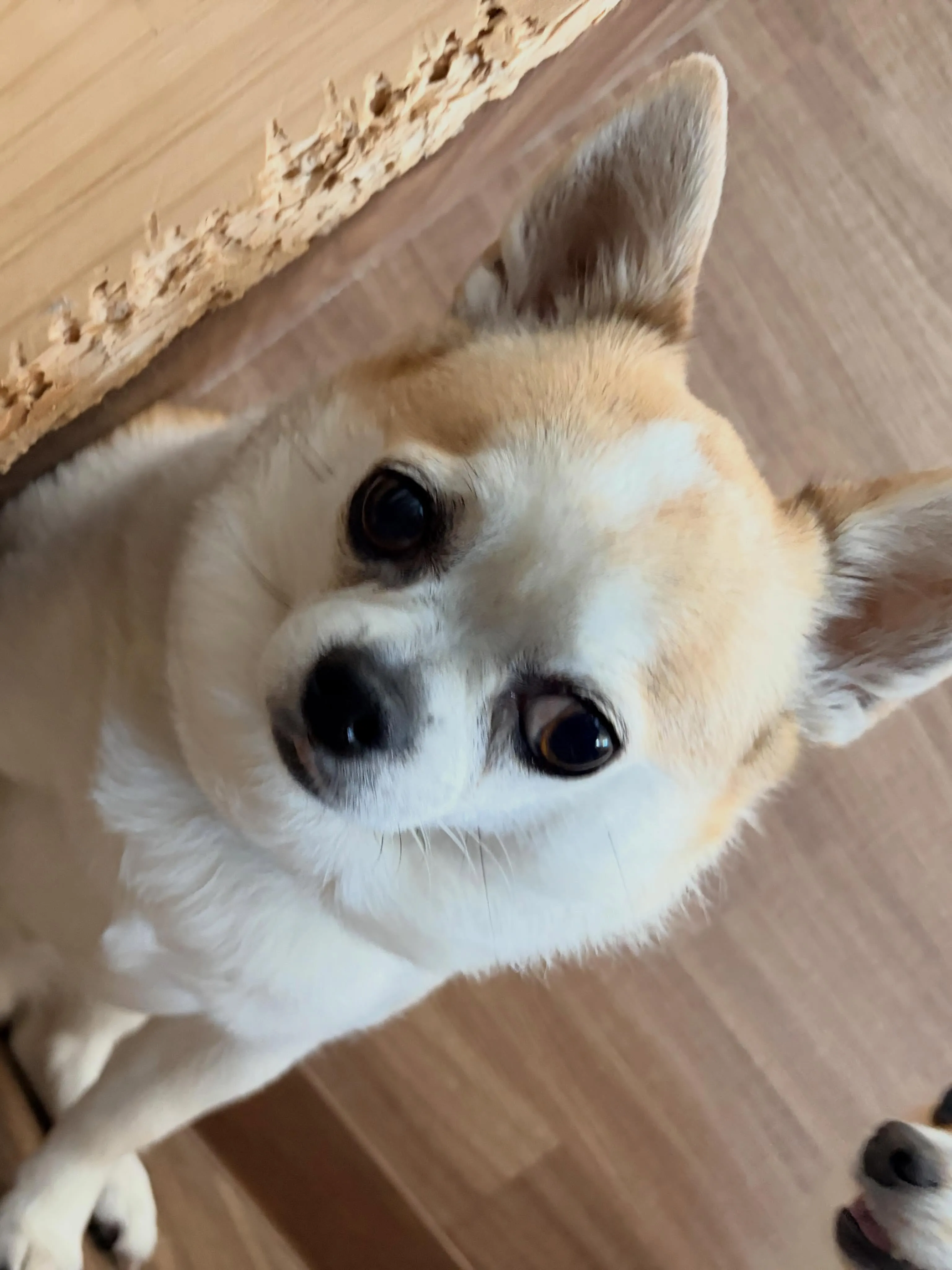 先月アップできなかったお手入れわんこさんたちです🐾