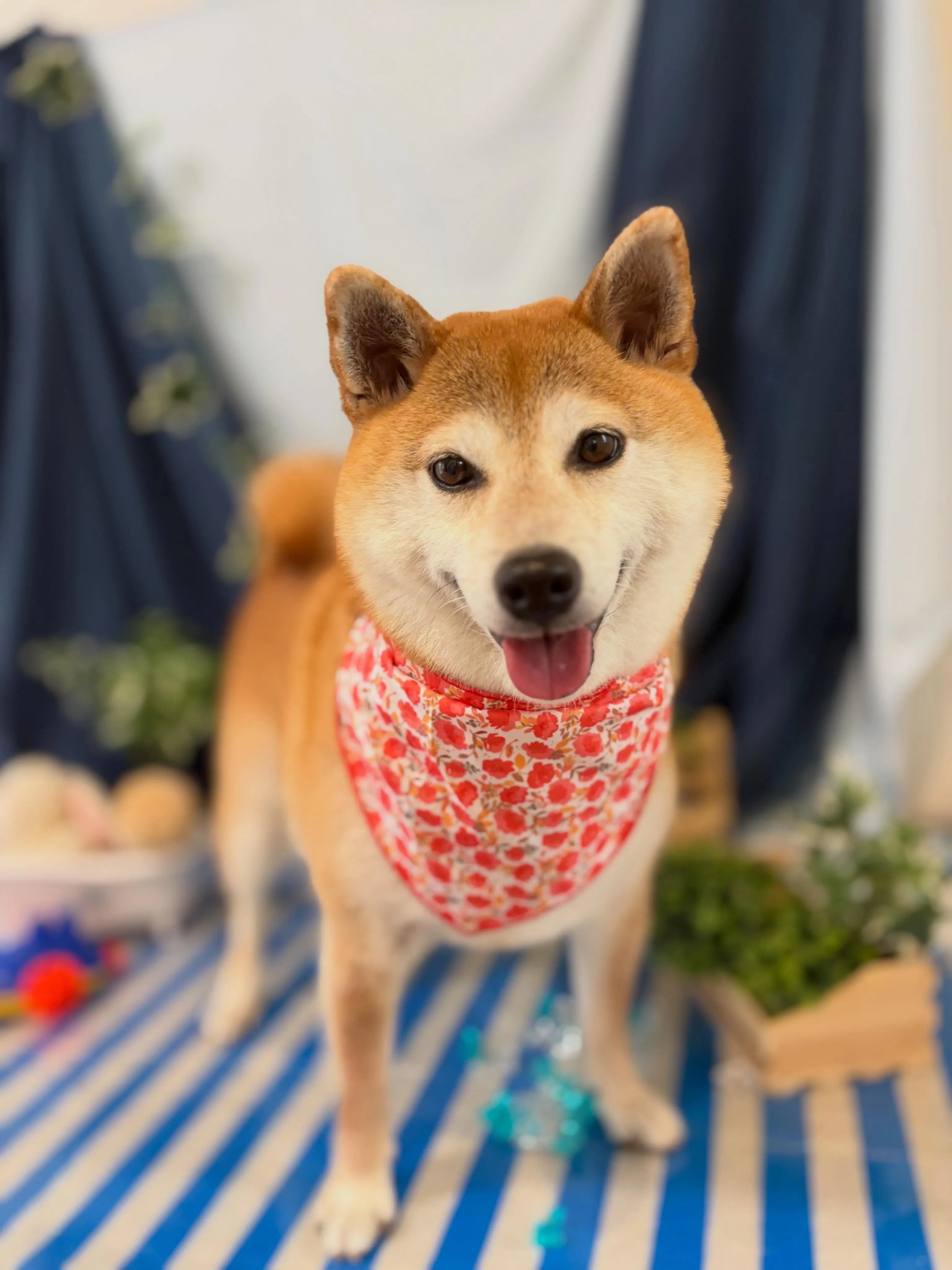 先月アップできなかったお手入れわんこさんたちです🐾