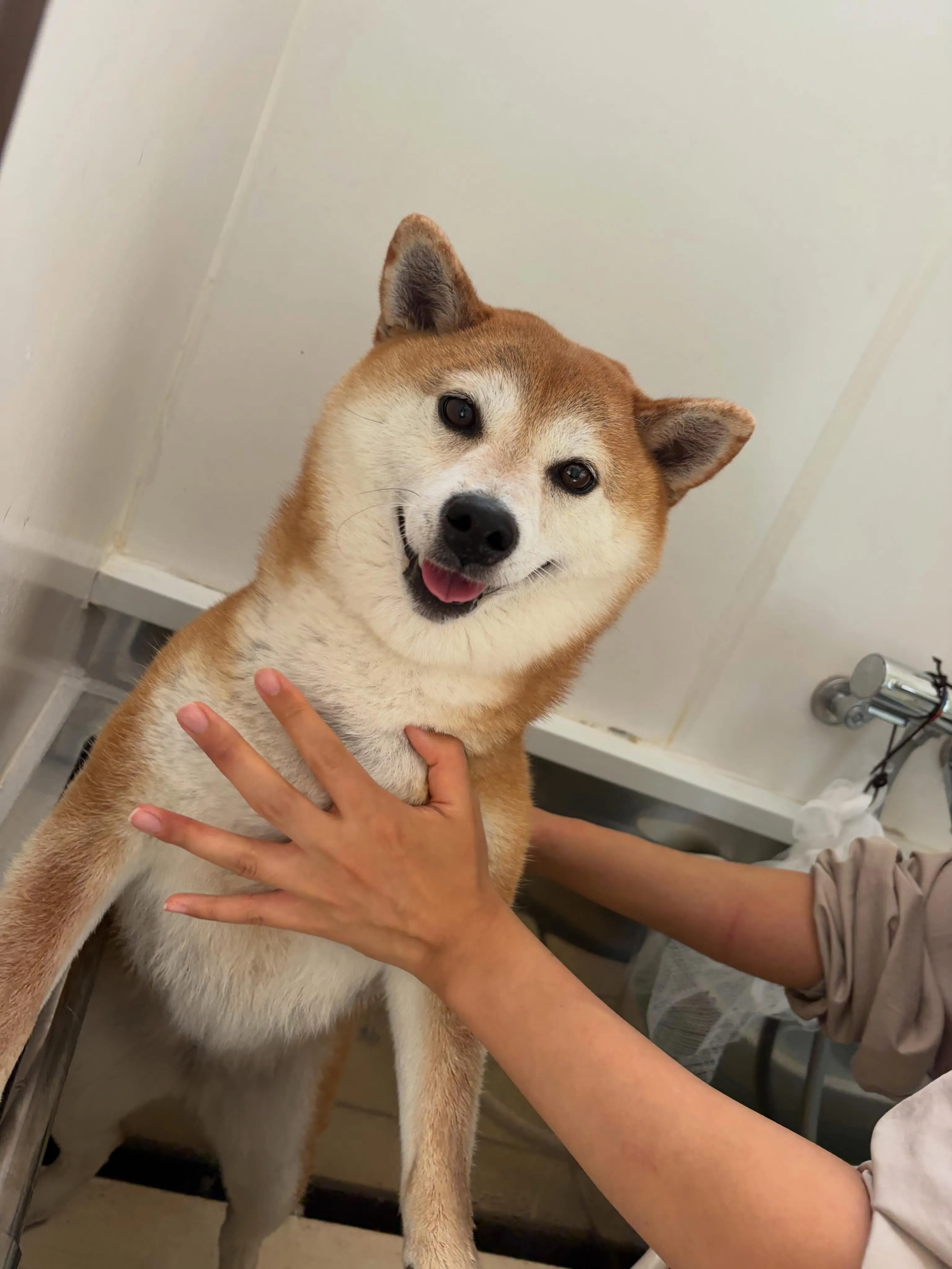 先月アップできなかったお手入れわんこさんたちです🐾