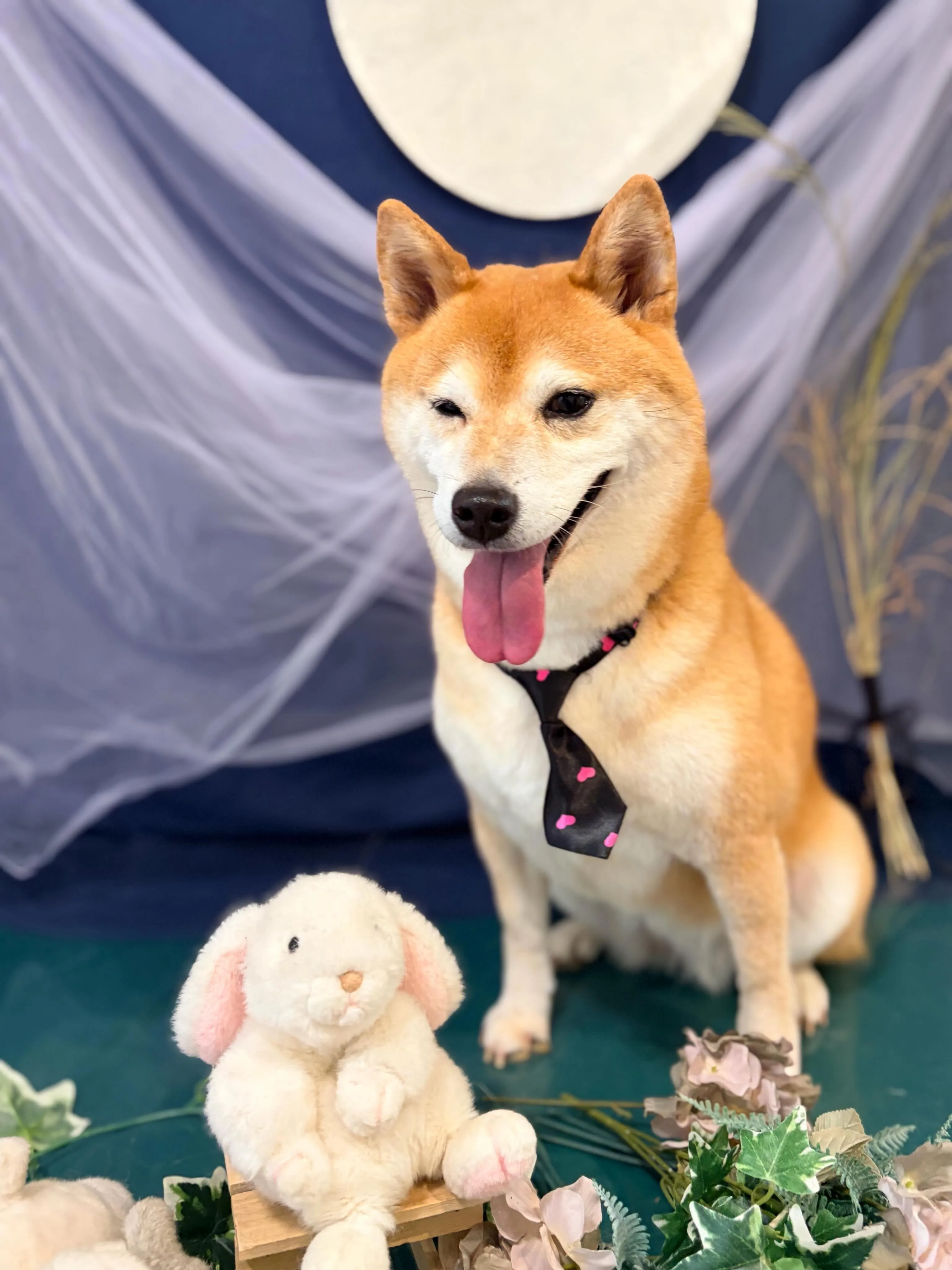 トリミングのセットメニューをご利用頂いたわんこたちです🎶