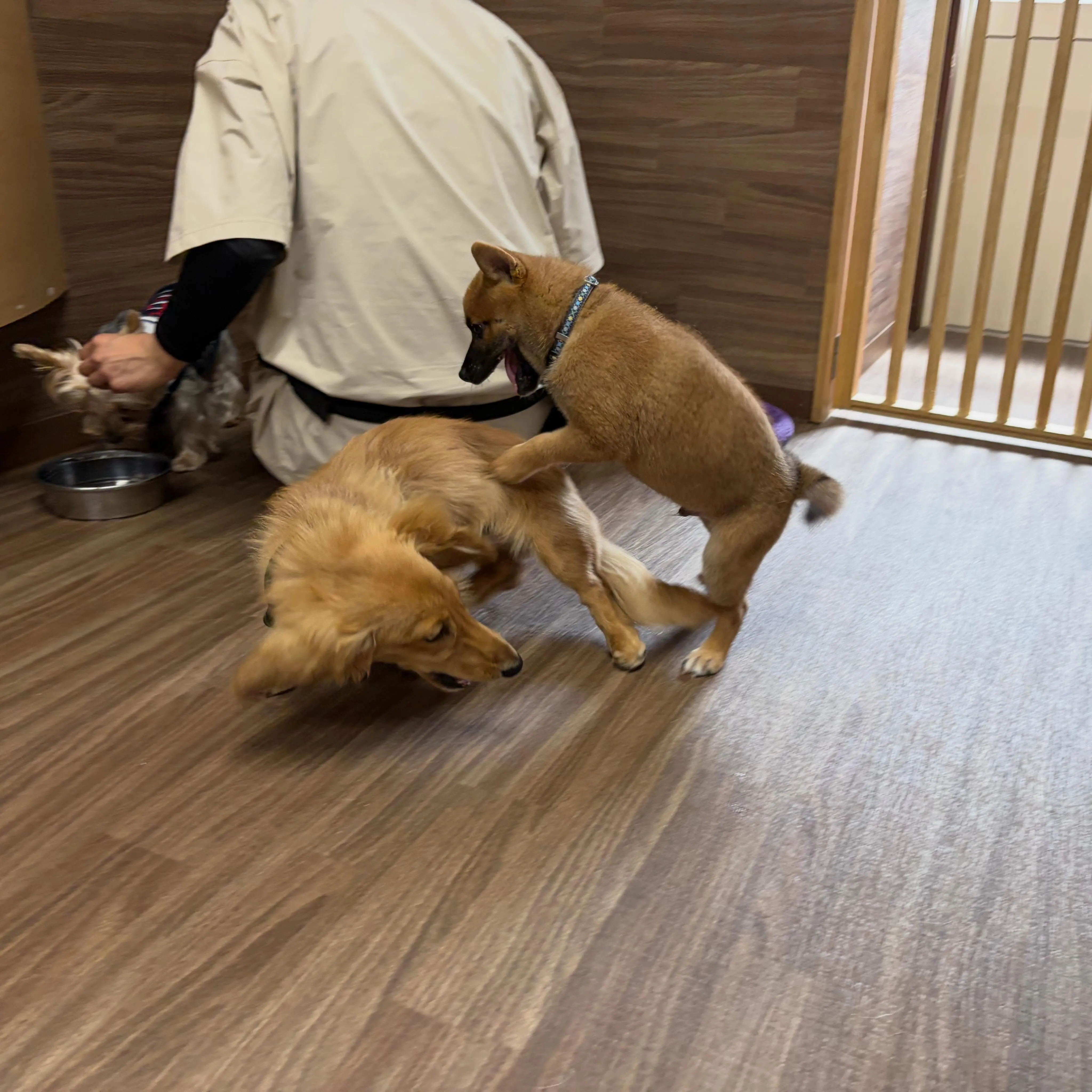 入会してくれたねぎくんです🥳
