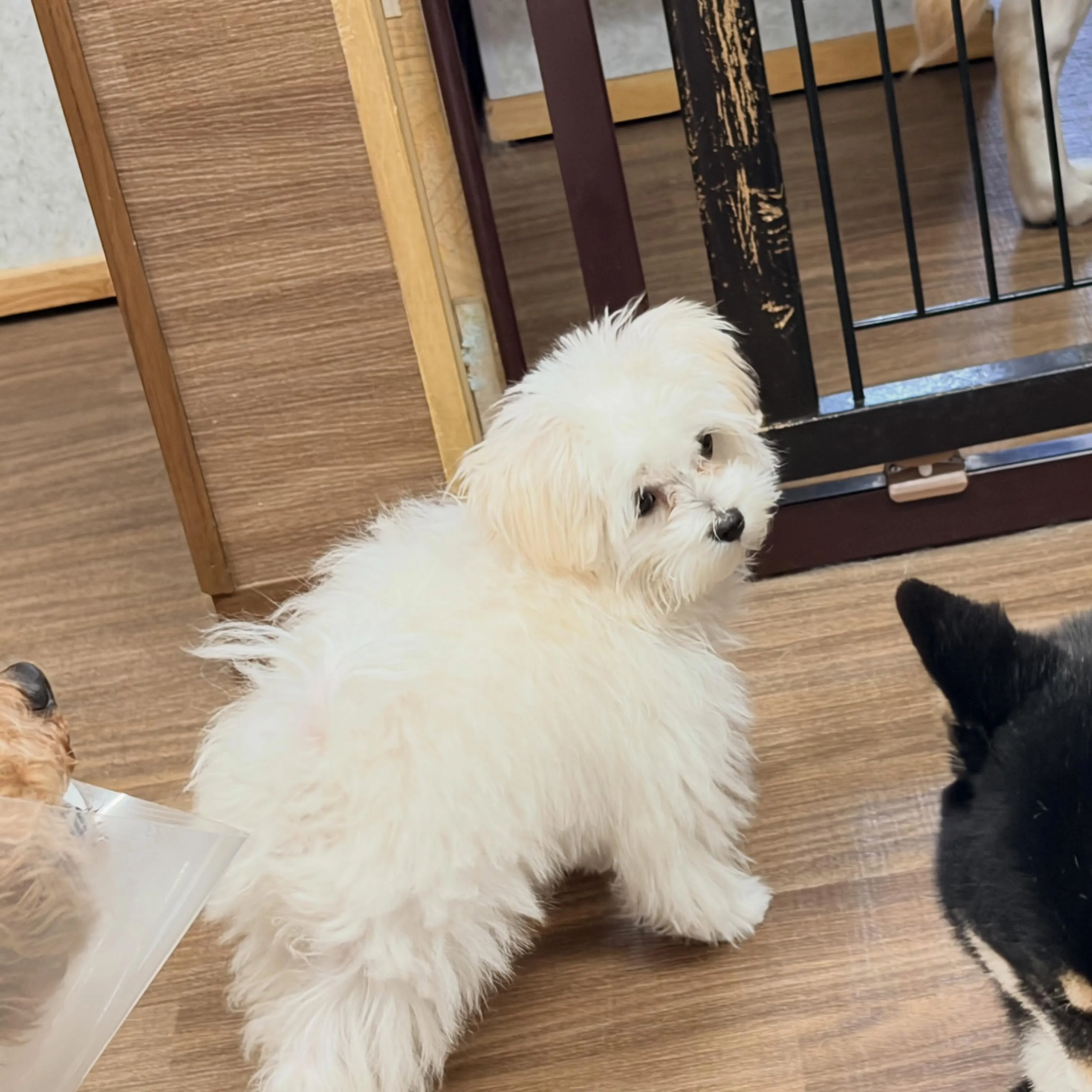 入会してくれたもちちゃんです🌈