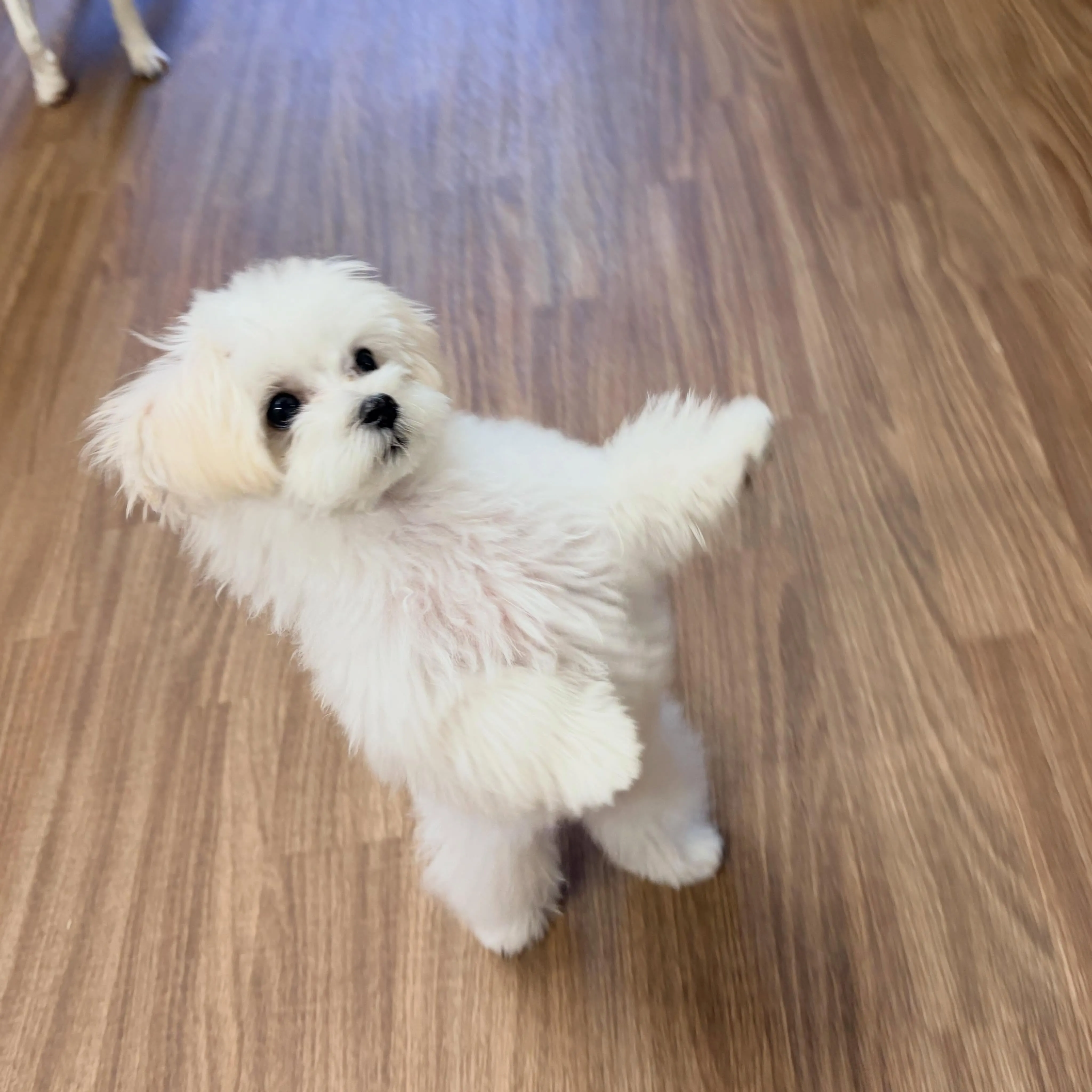入会してくれたもちちゃんです🌈