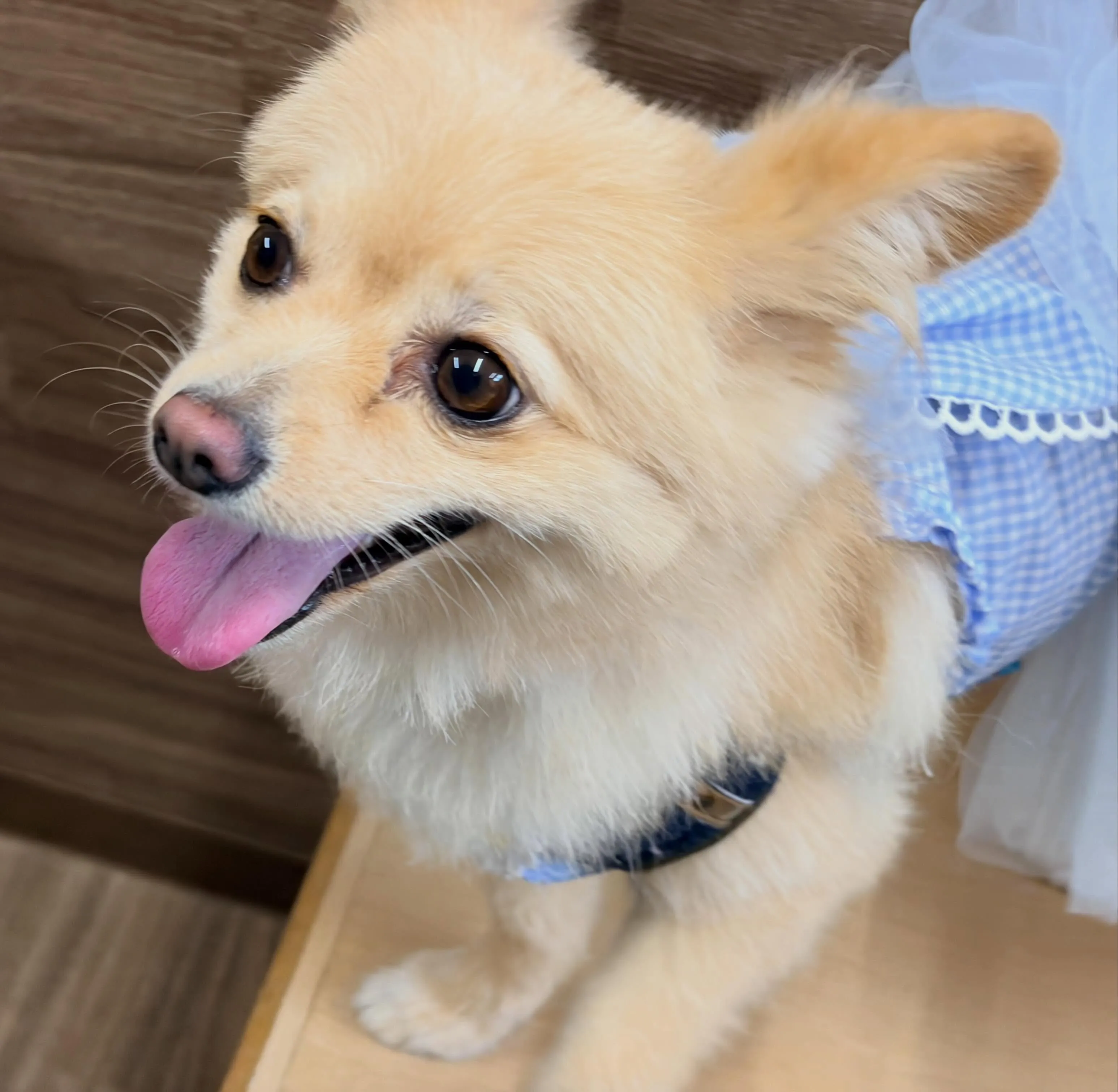 入会してくれたポテトちゃんです💖