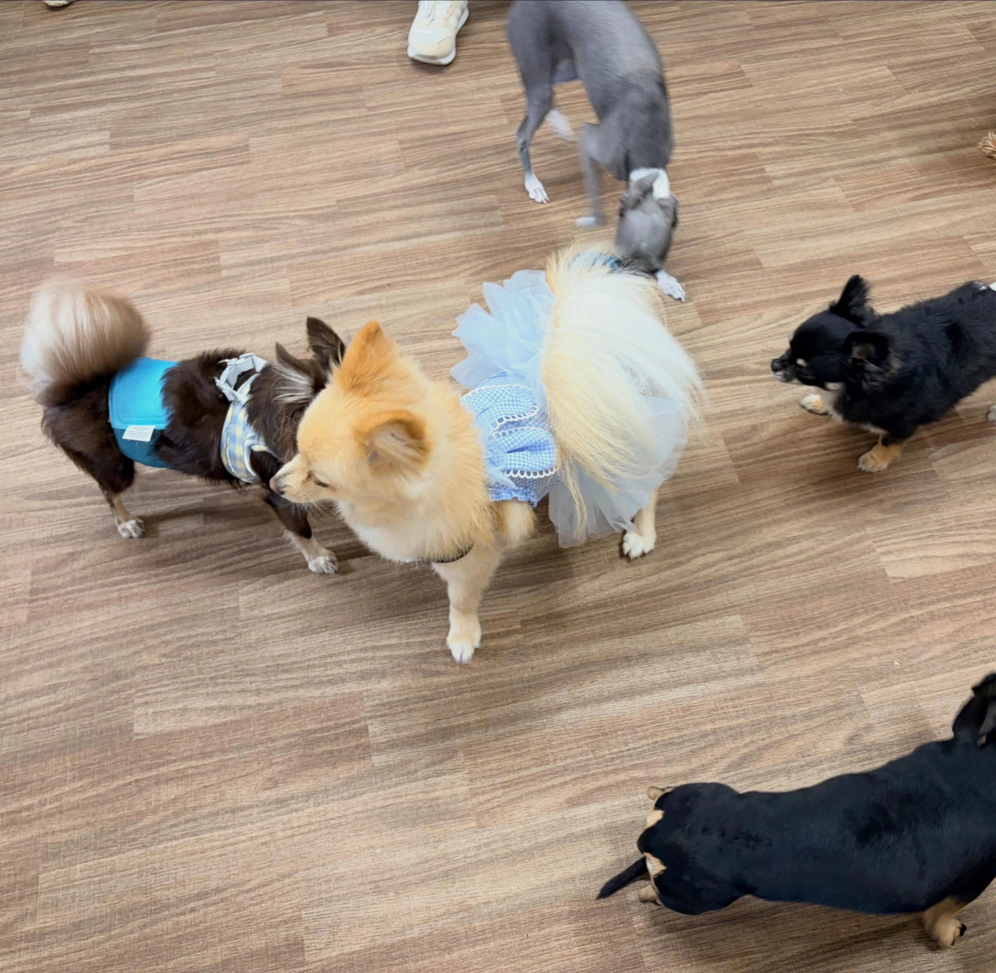 入会してくれたポテトちゃんです💖