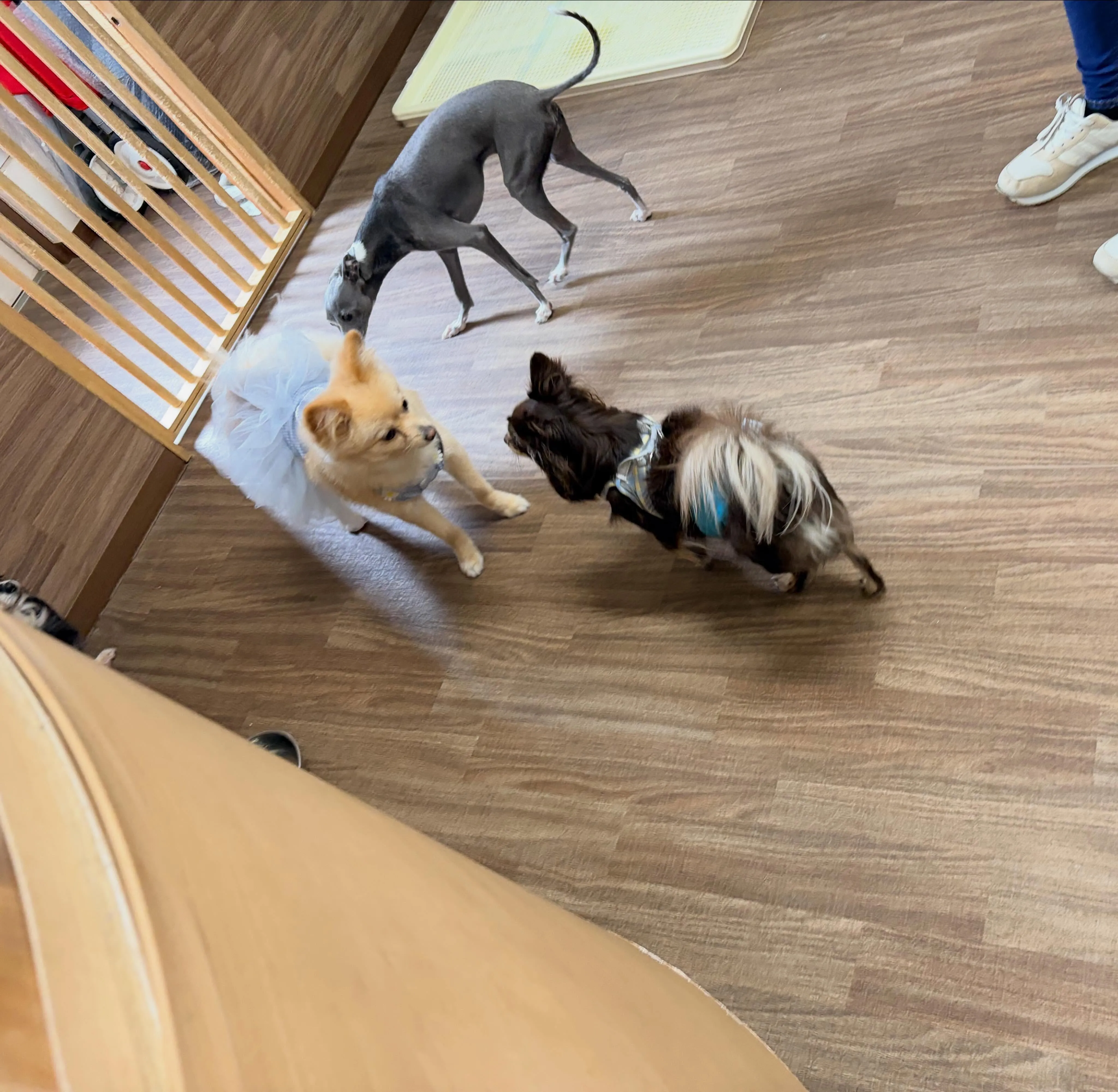 入会してくれたポテトちゃんです💖