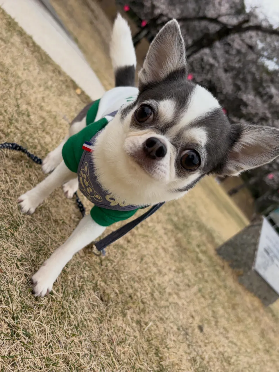 トリミングのセットメニューをご利用頂いたわんこたちです🌟