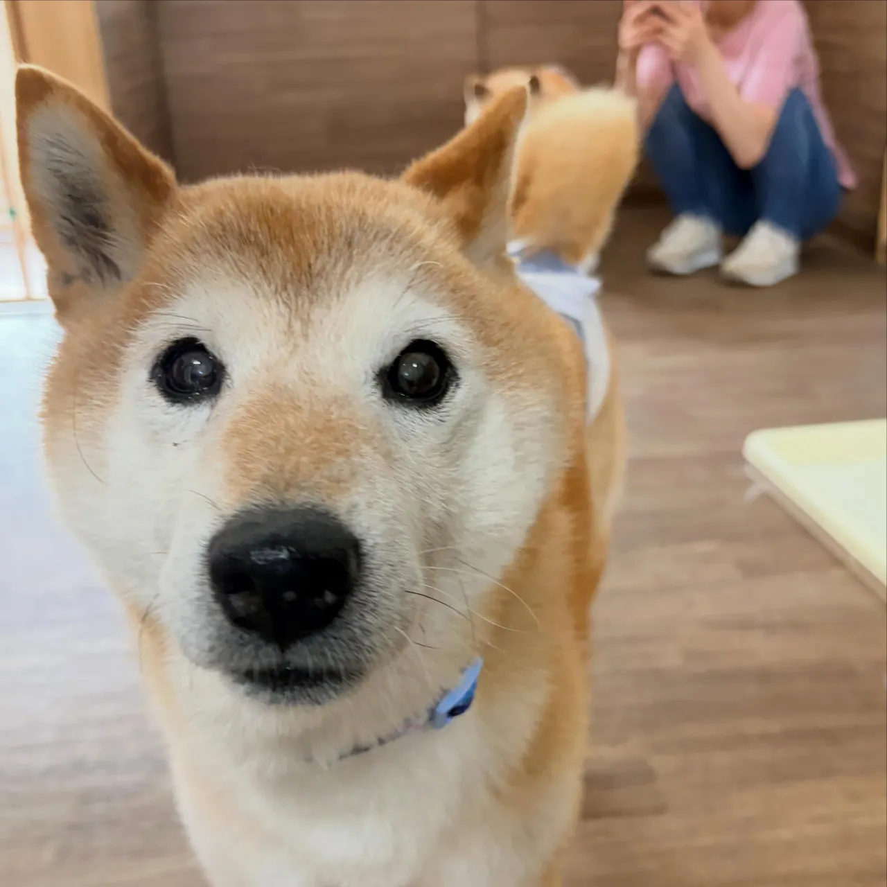 入会してくれたルーくんです🎶
