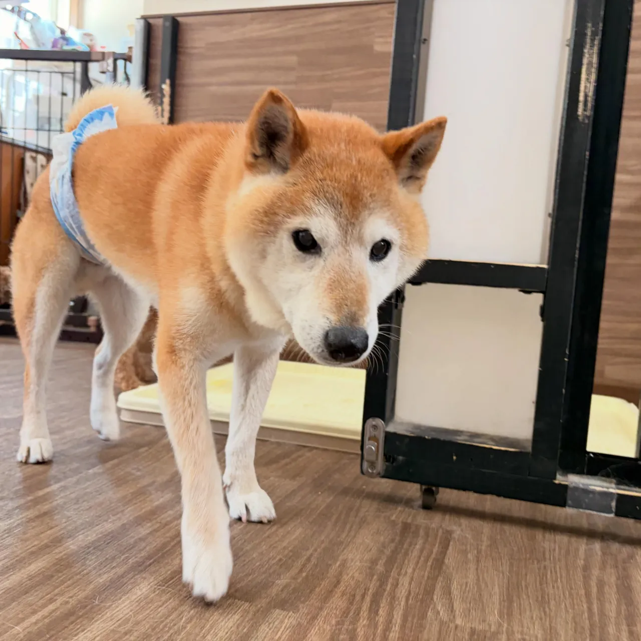 入会してくれたルーくんです🎶
