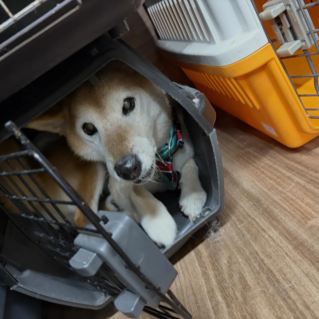 入会してくれたルーくんです🎶