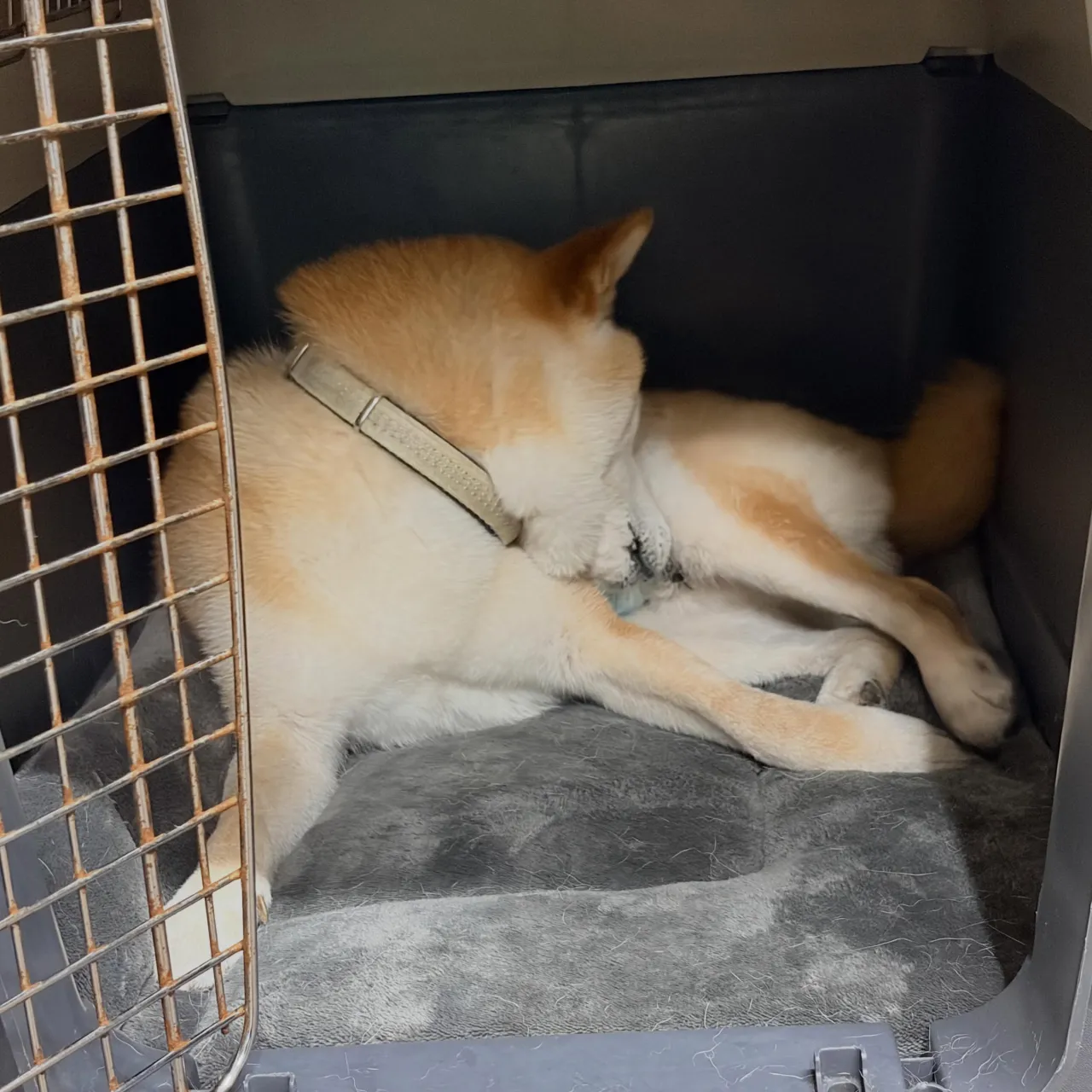 入会してくれたルーくんです🎶