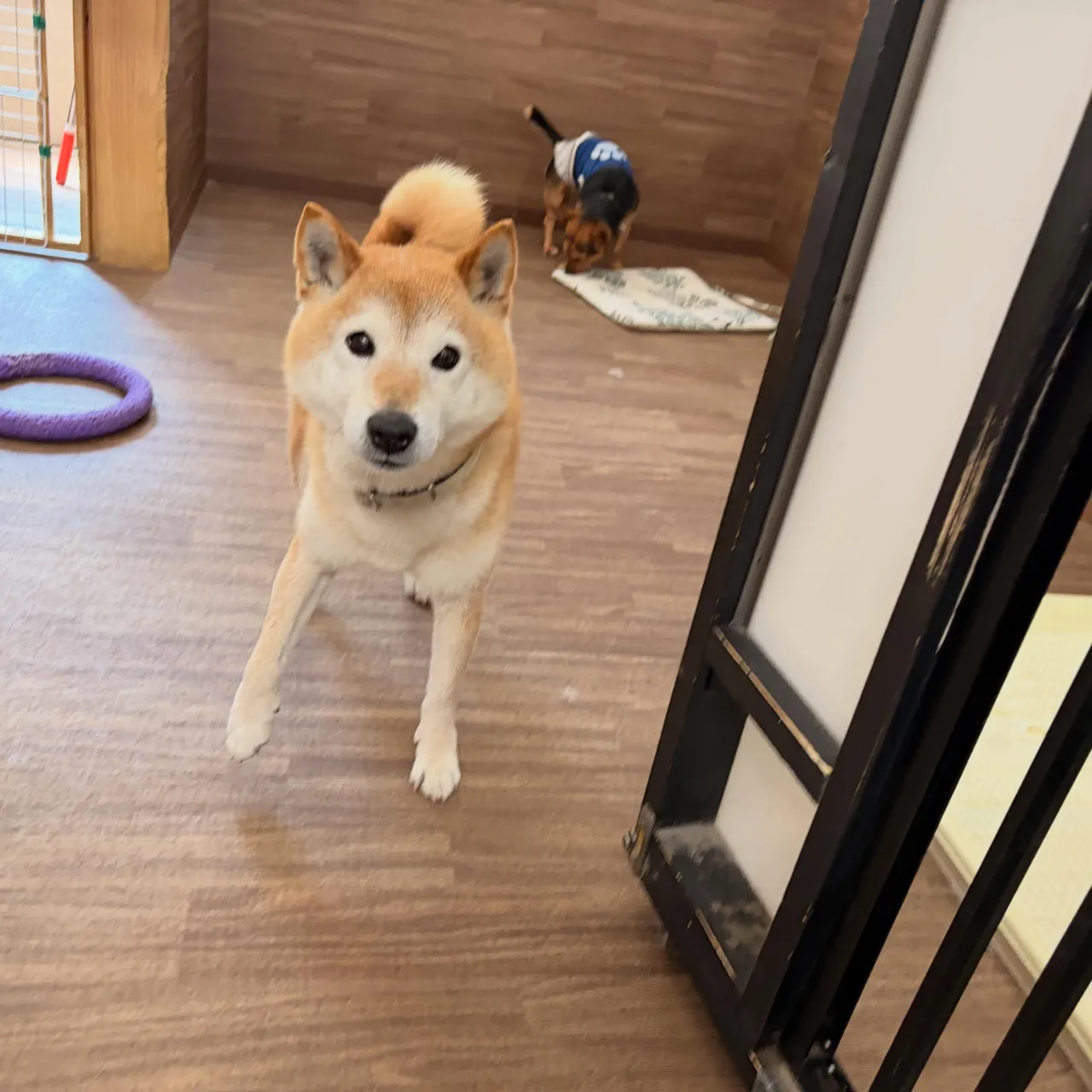 入会してくれたルーくんです🎶