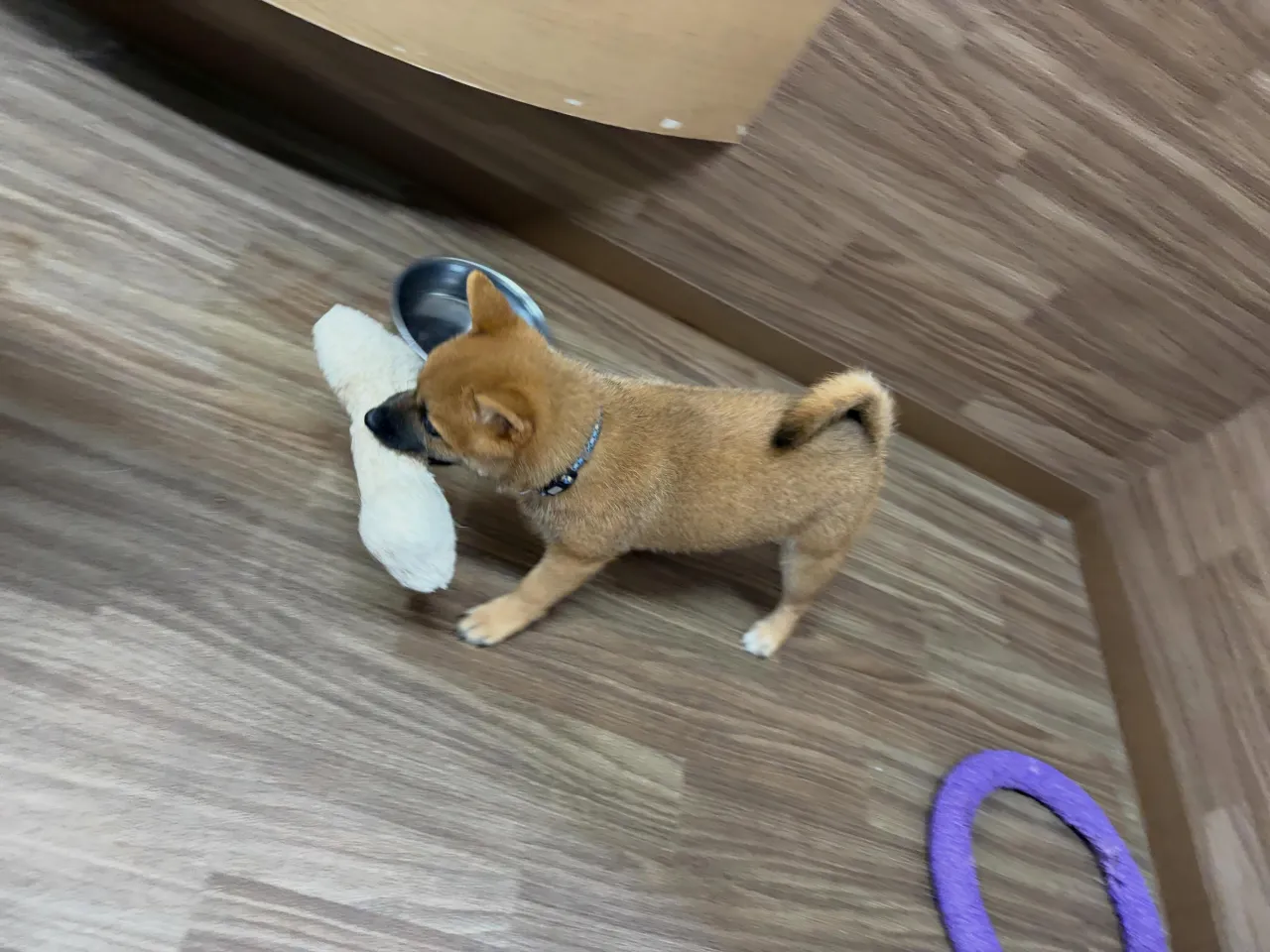 入会してくれた茶々くんです🎉