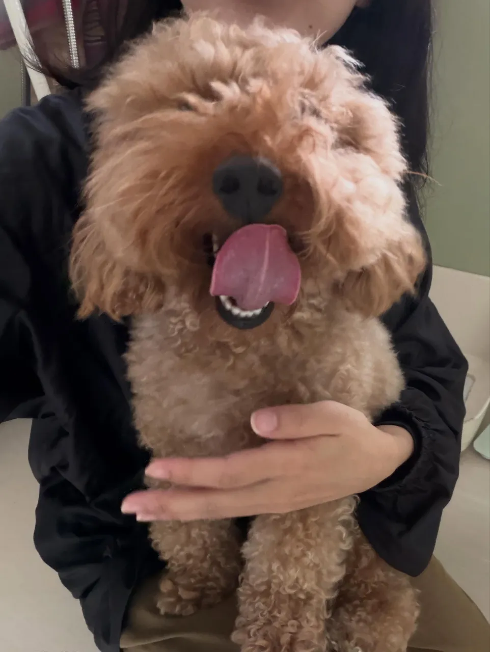 トリミングのセットメニューをご利用頂いたわんこたちです‼️
