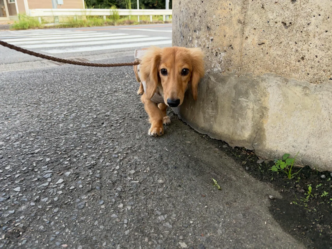 昨日はねぎくんのお誕生日でした❣️