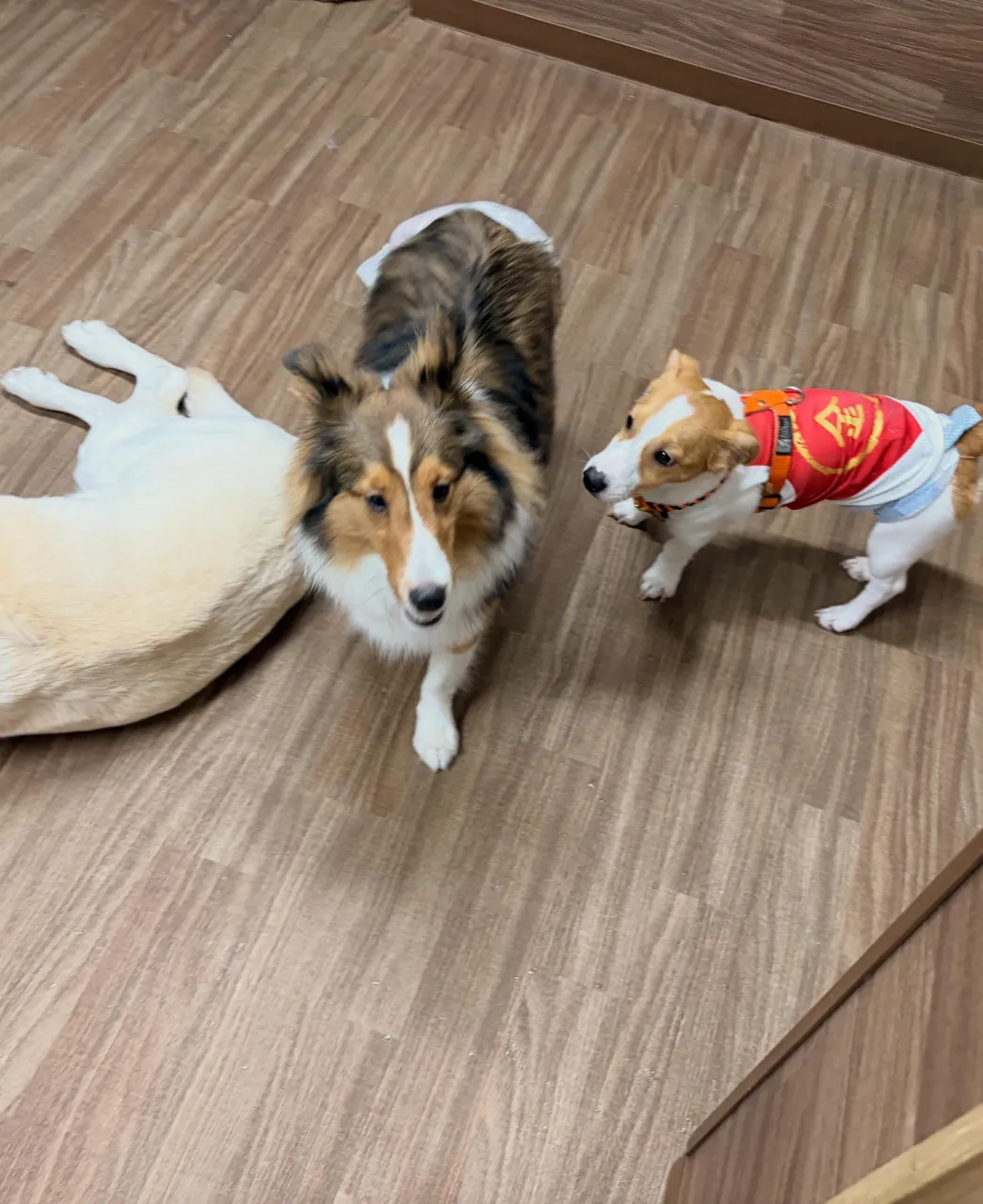 トリミングのセットメニューをご利用頂きまして誠にありがとうご...