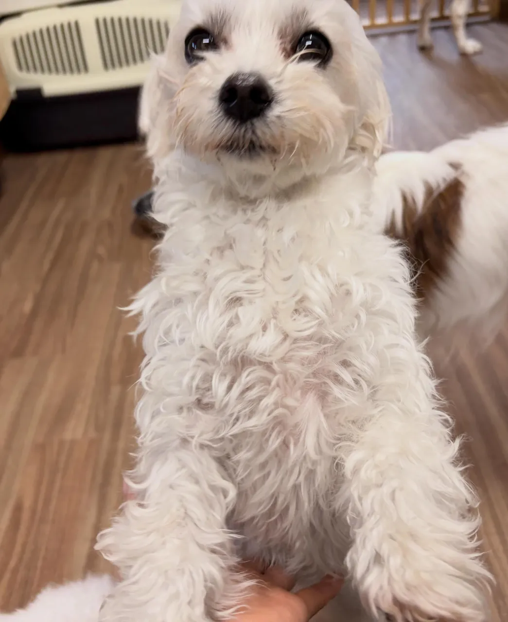 トリミングのセットメニューをご利用頂きまして誠にありがとうご...