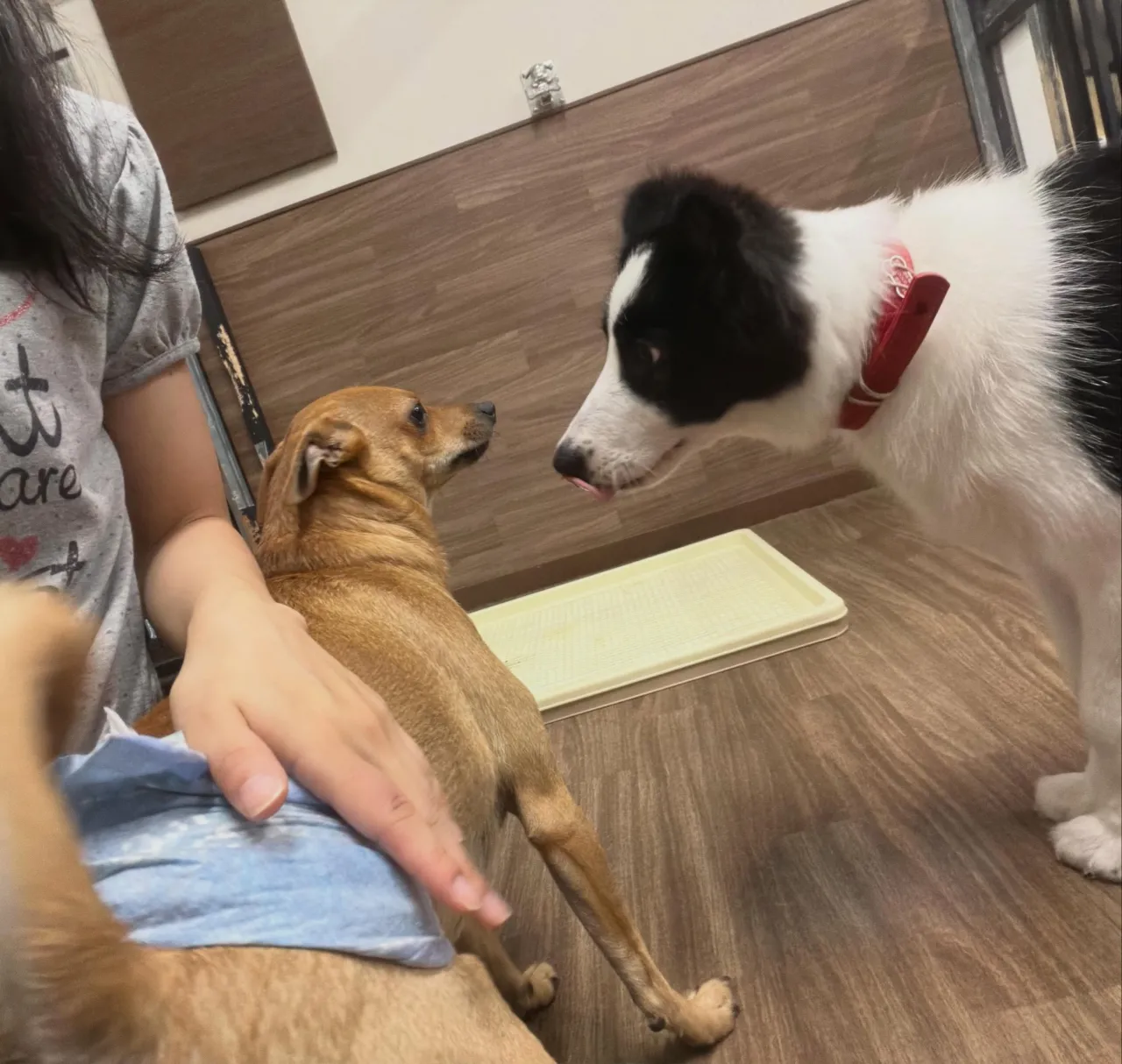 入会してくれたルークくんです❣️