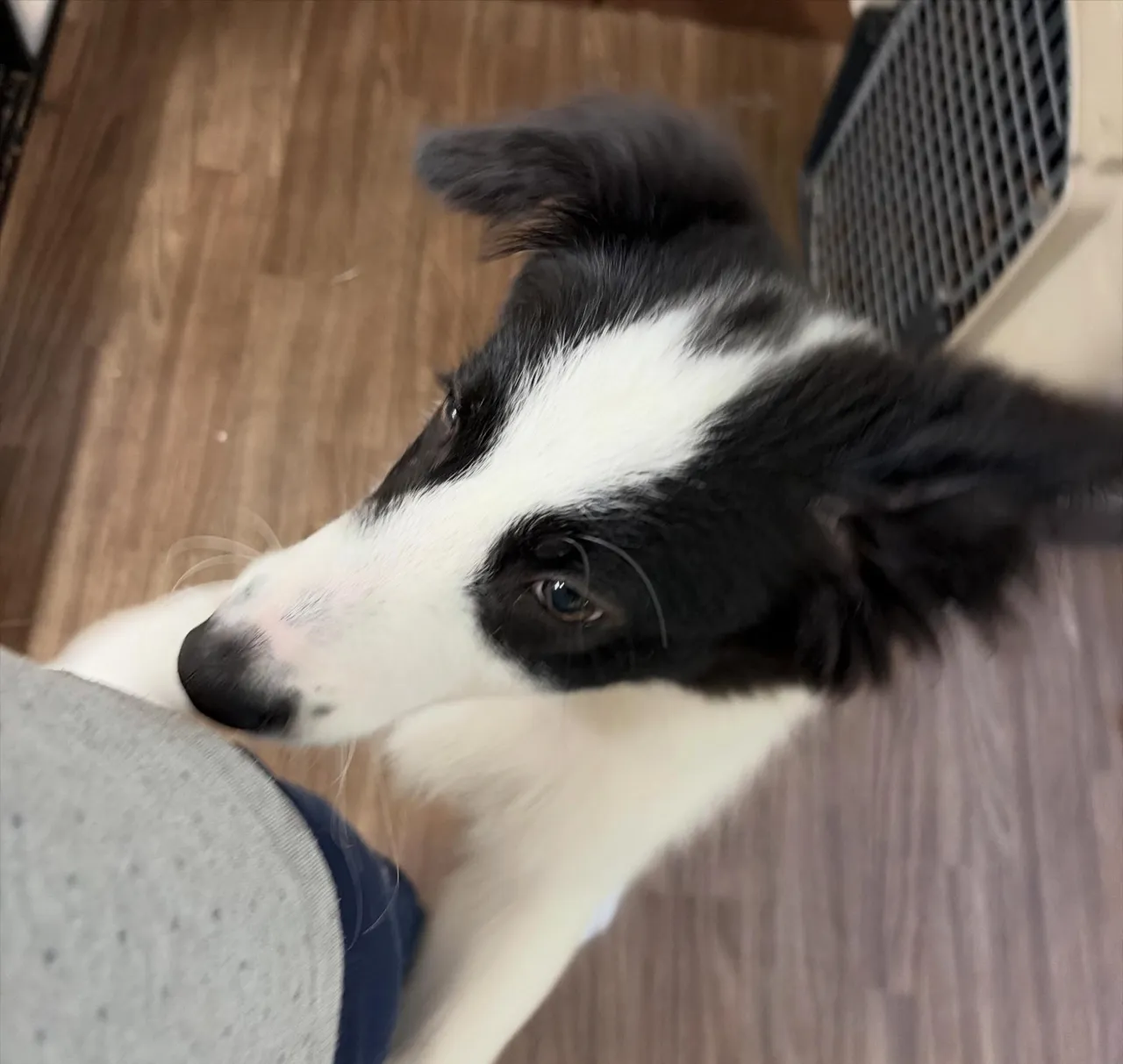 入会してくれたルークくんです❣️