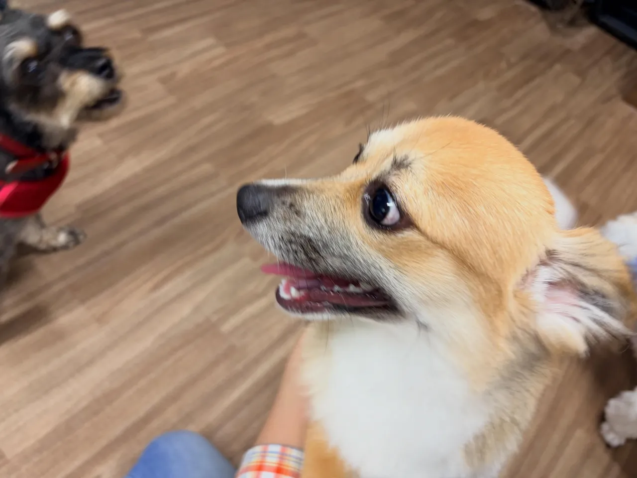 入会してくれたもかちゃんです🌟
