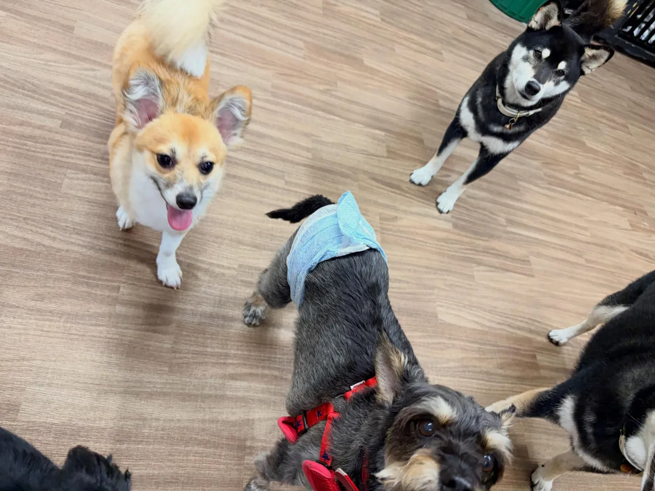 入会してくれたもかちゃんです🌟