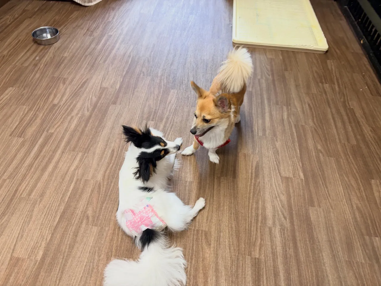 入会してくれたもかちゃんです🌟