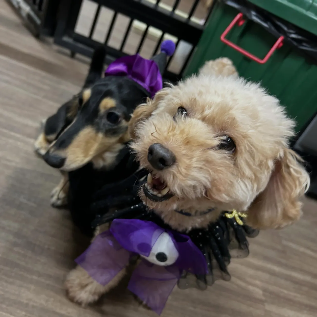 【ハロウィンイベント 参加受付開始】