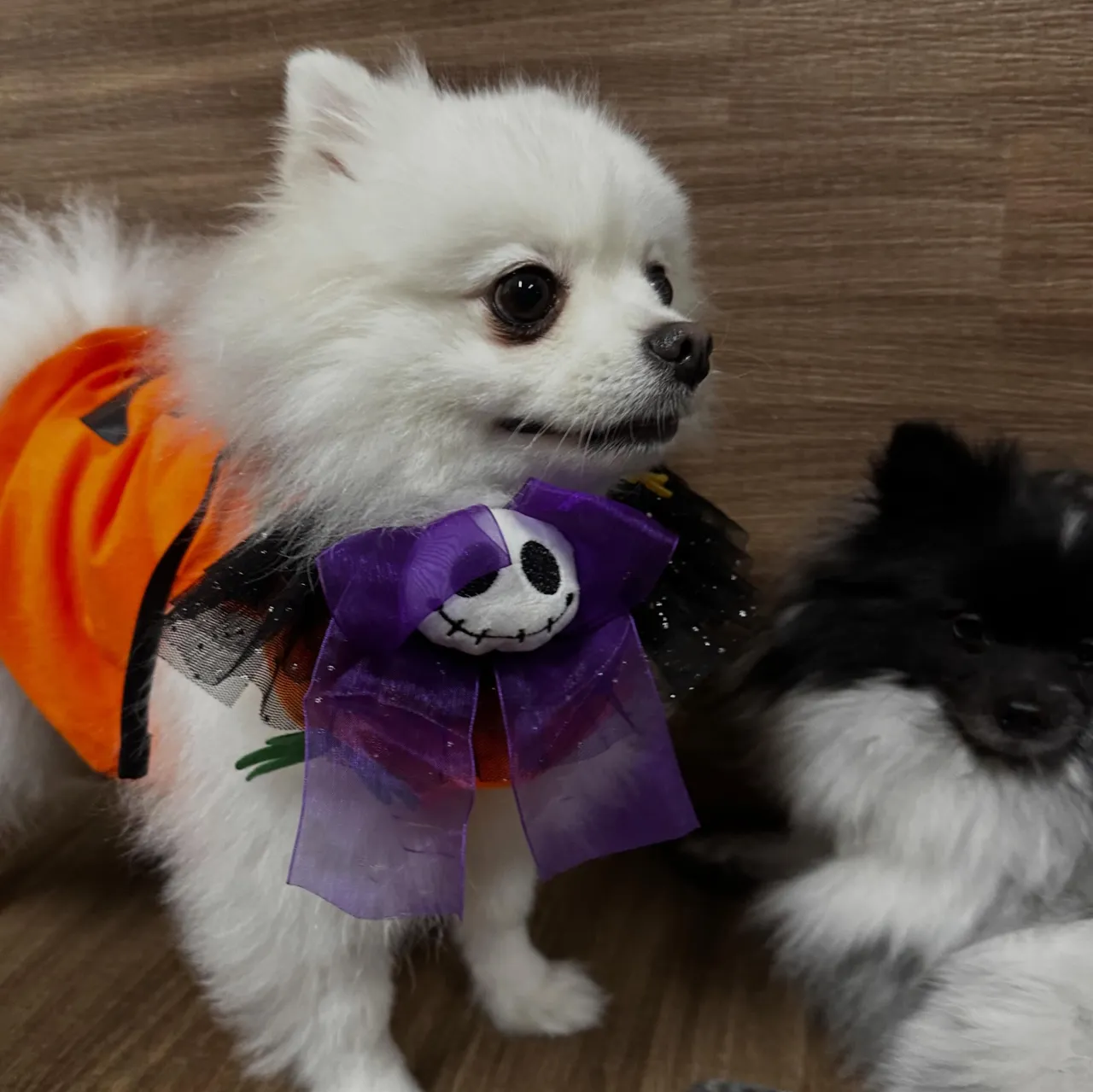 【ハロウィンイベント 参加受付開始】