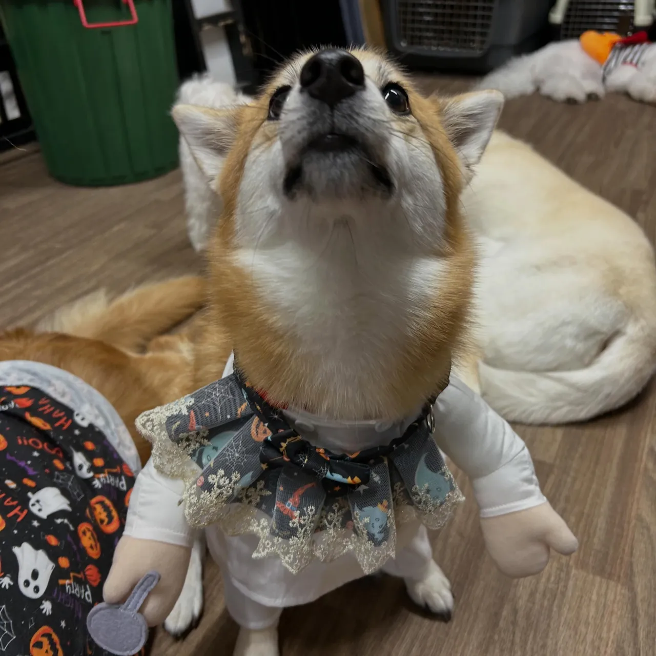 【ハロウィンイベント 参加受付開始】