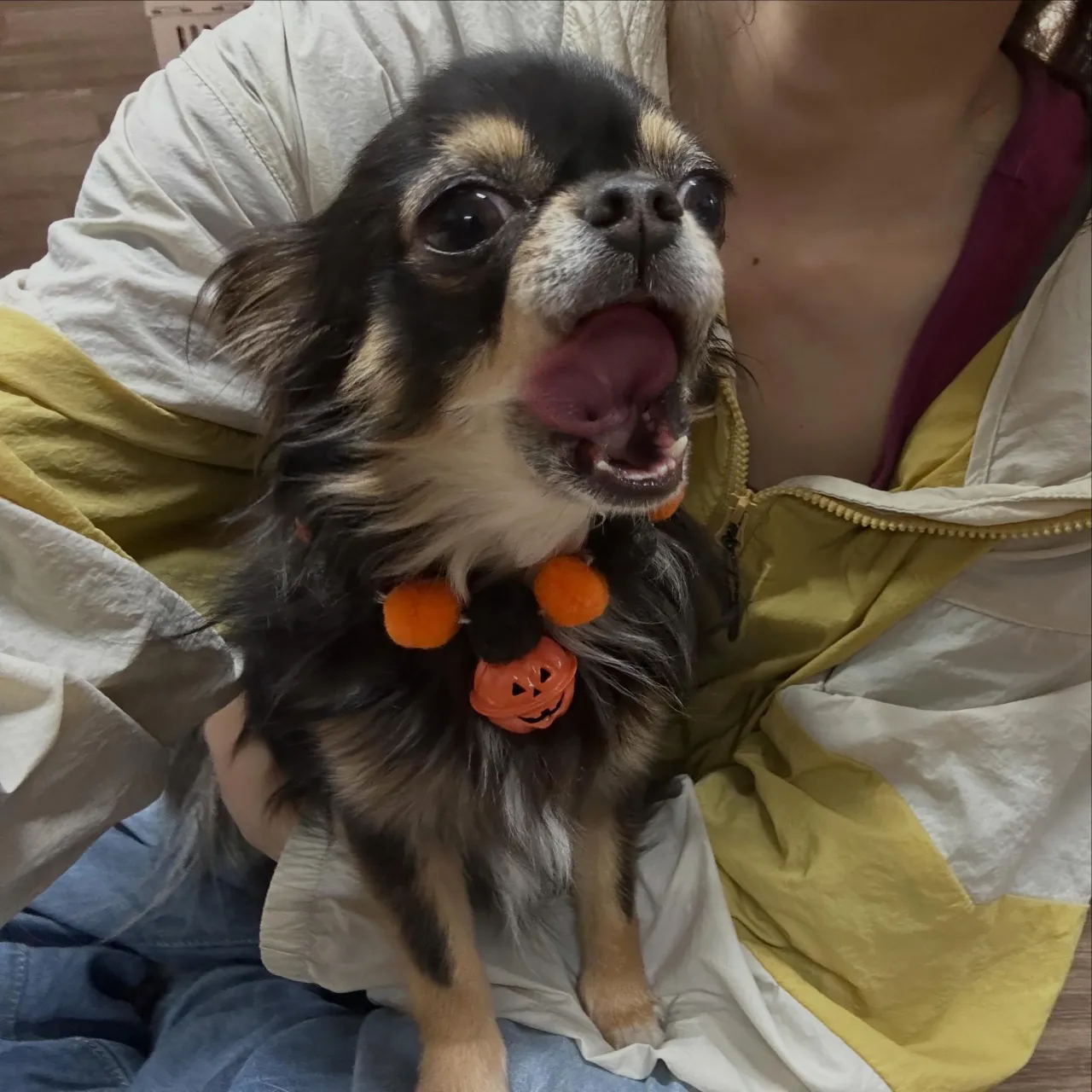 【ハロウィンイベント 参加受付開始】