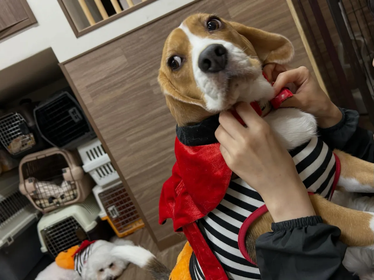 【ハロウィンイベント 予約受付終了のお知らせ】