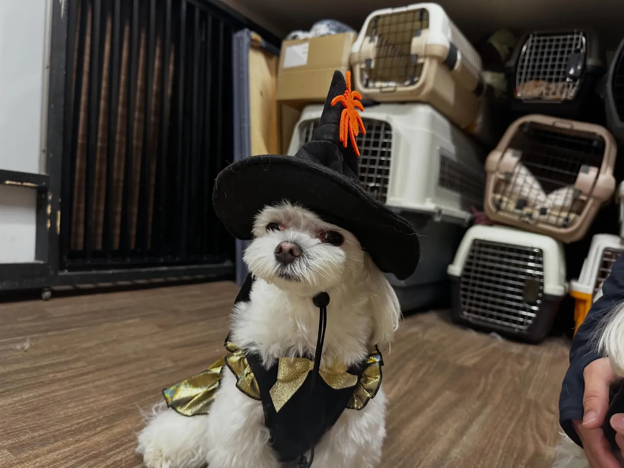 【ハロウィンイベント 予約受付終了のお知らせ】
