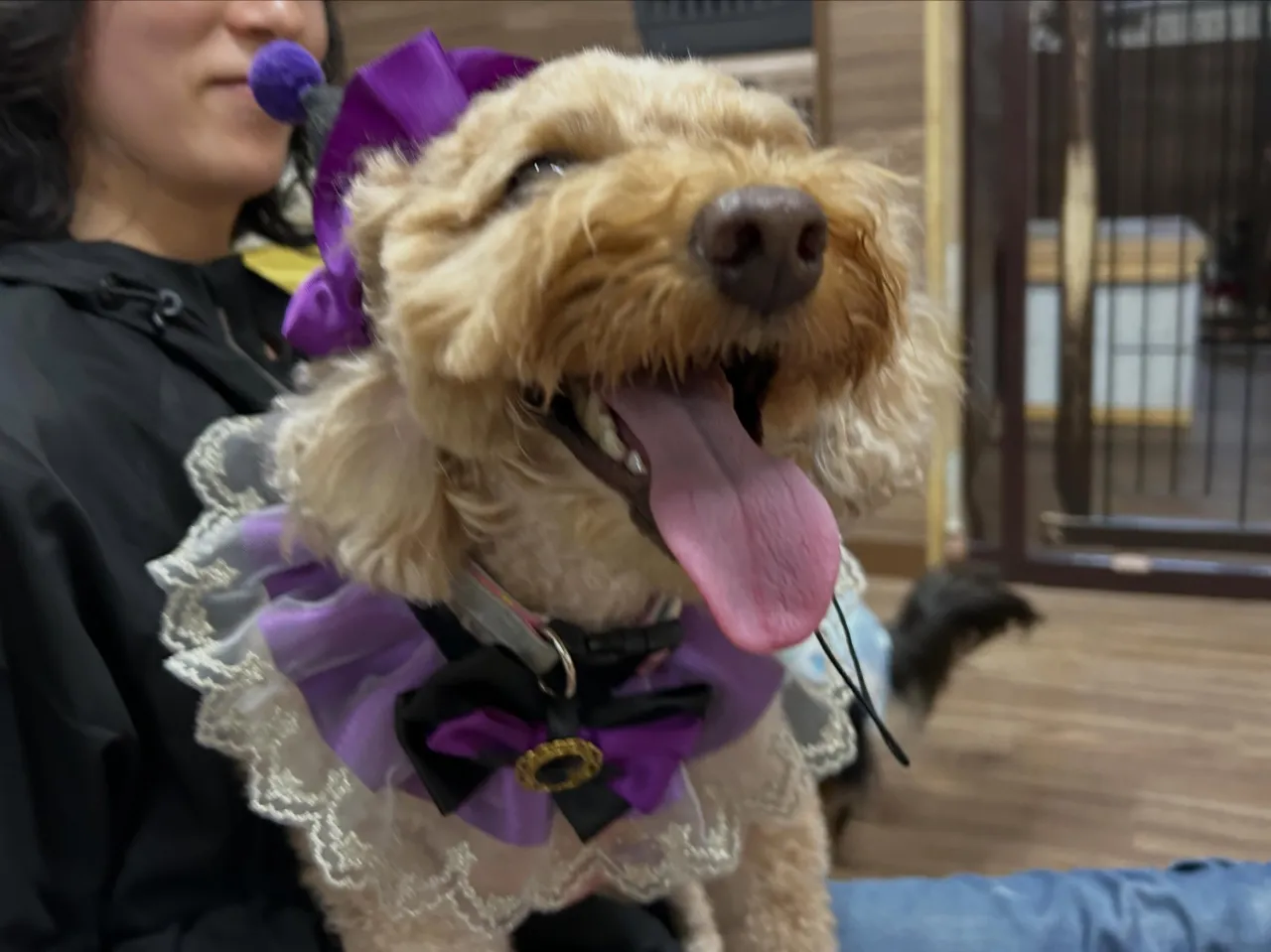 【ハロウィンイベント 予約受付終了のお知らせ】