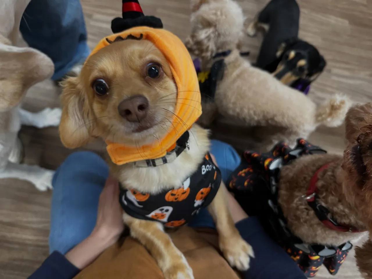 【ハロウィンイベント 予約受付終了のお知らせ】