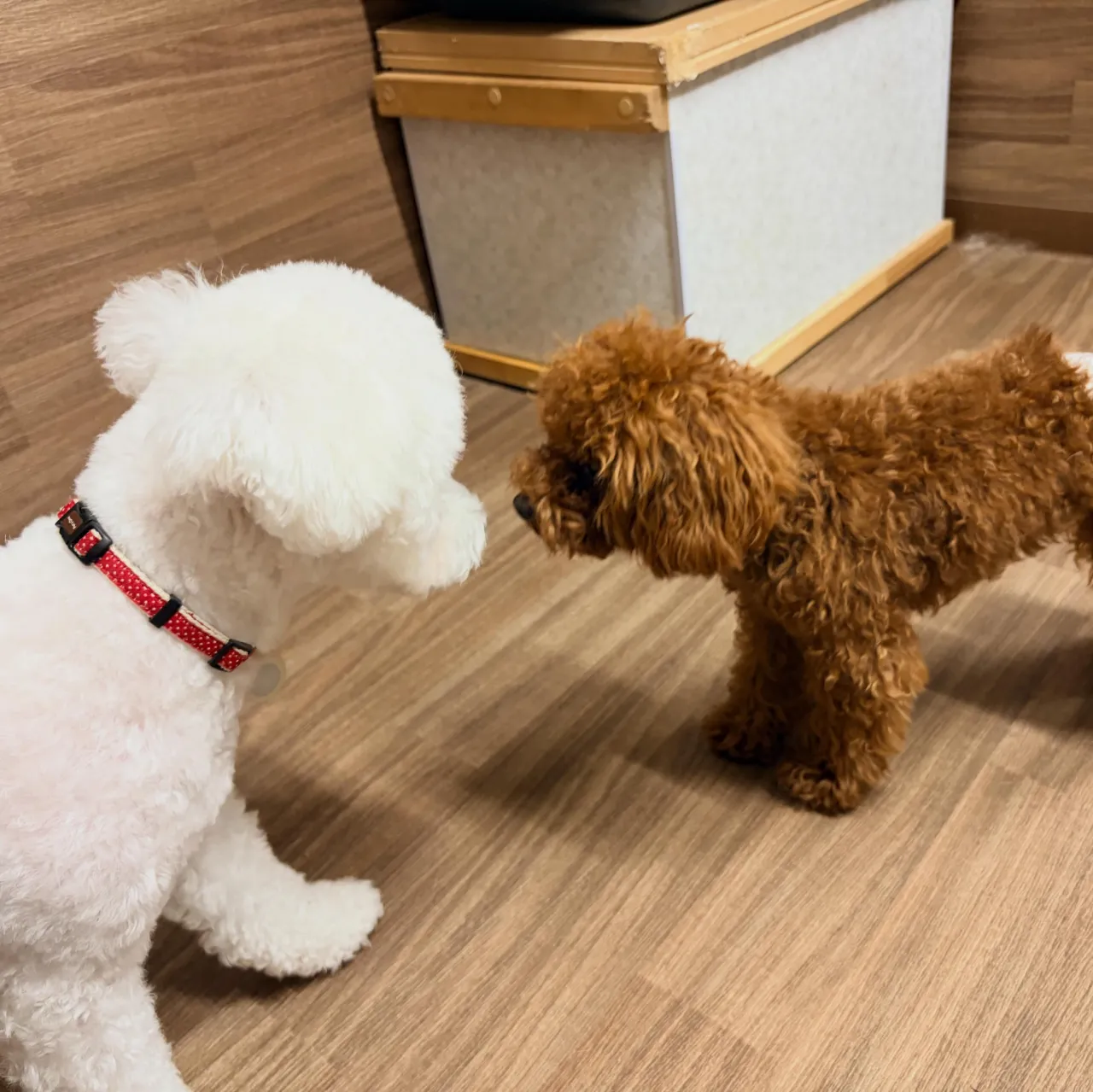 入会してくれたビスコちゃんです😊