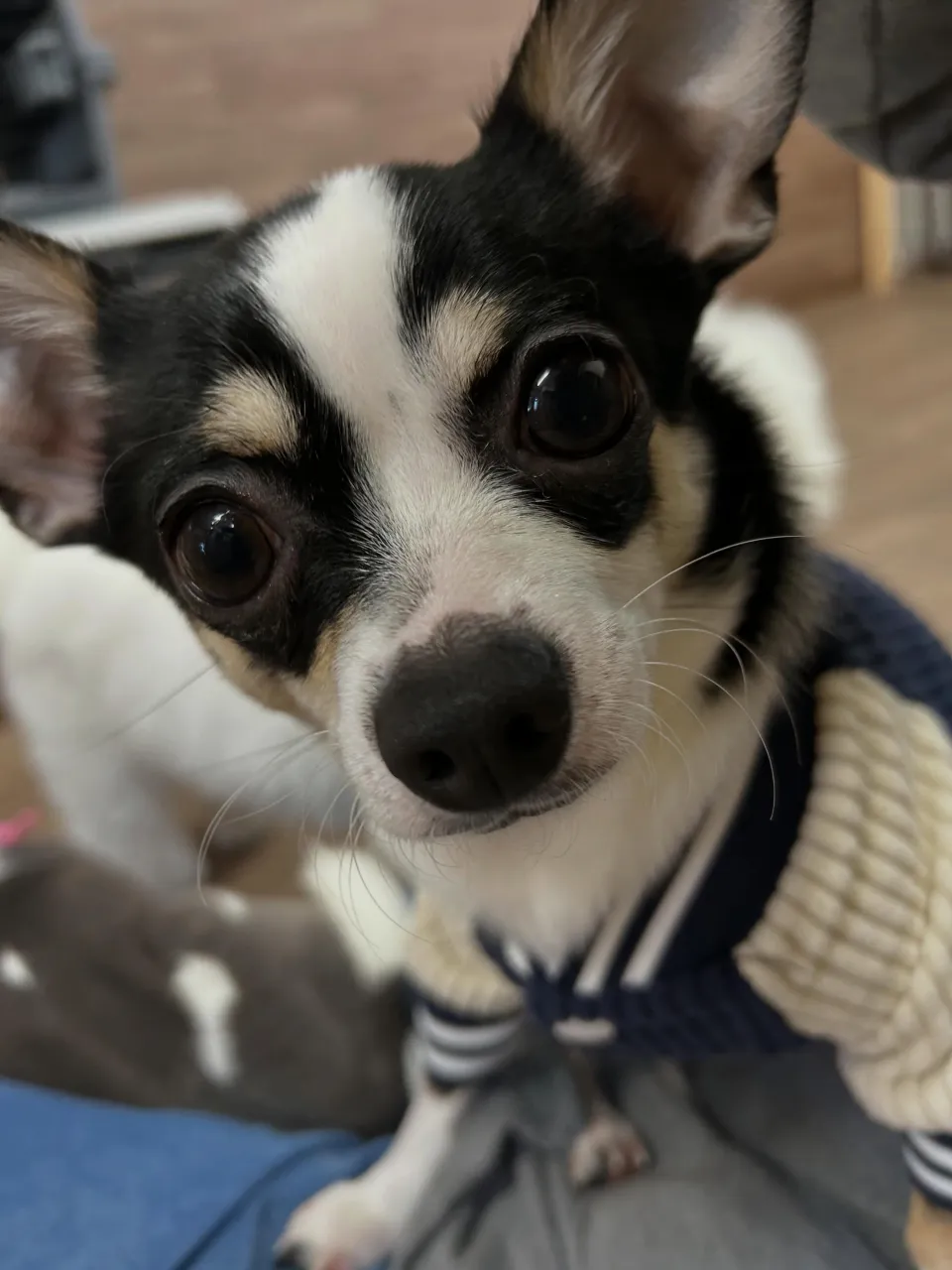 トリミングのセットメニューをご利用頂いたわんこ達です🎶