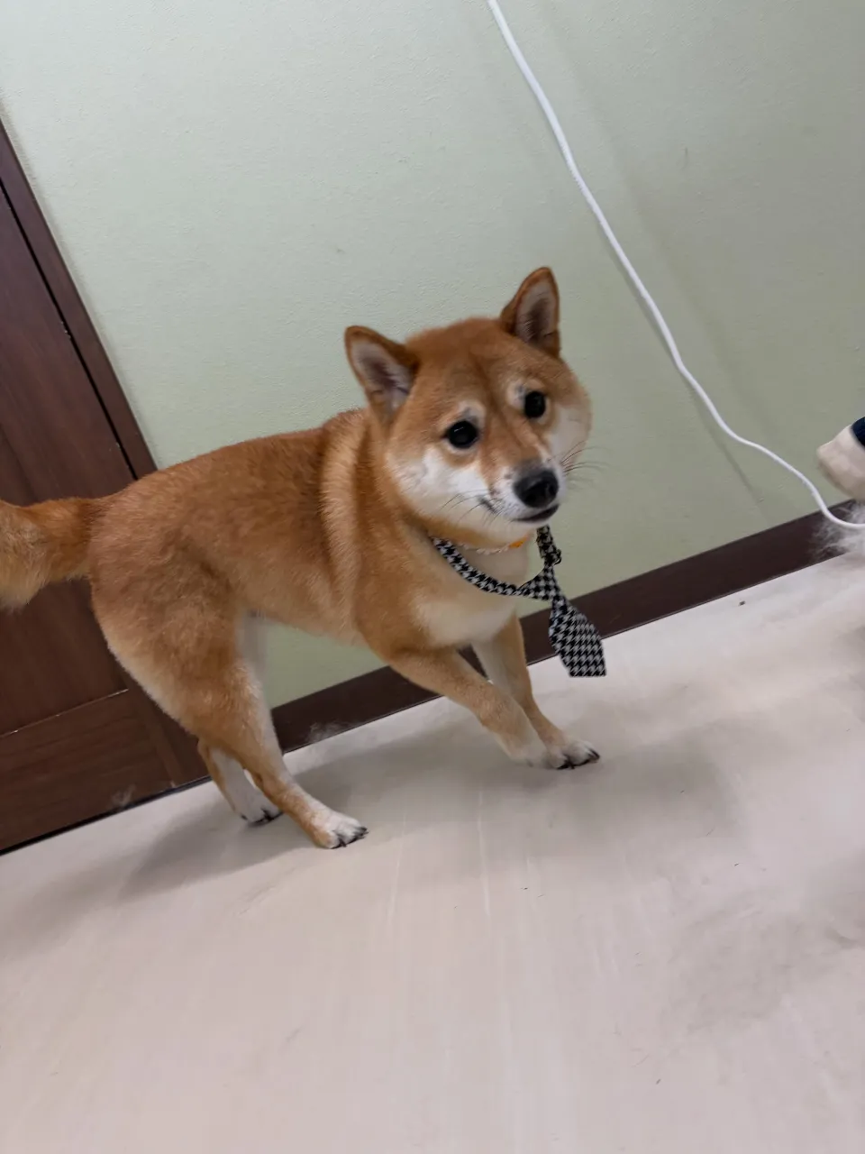 トリミングのセットメニューをご利用頂いたわんこたちです🐾